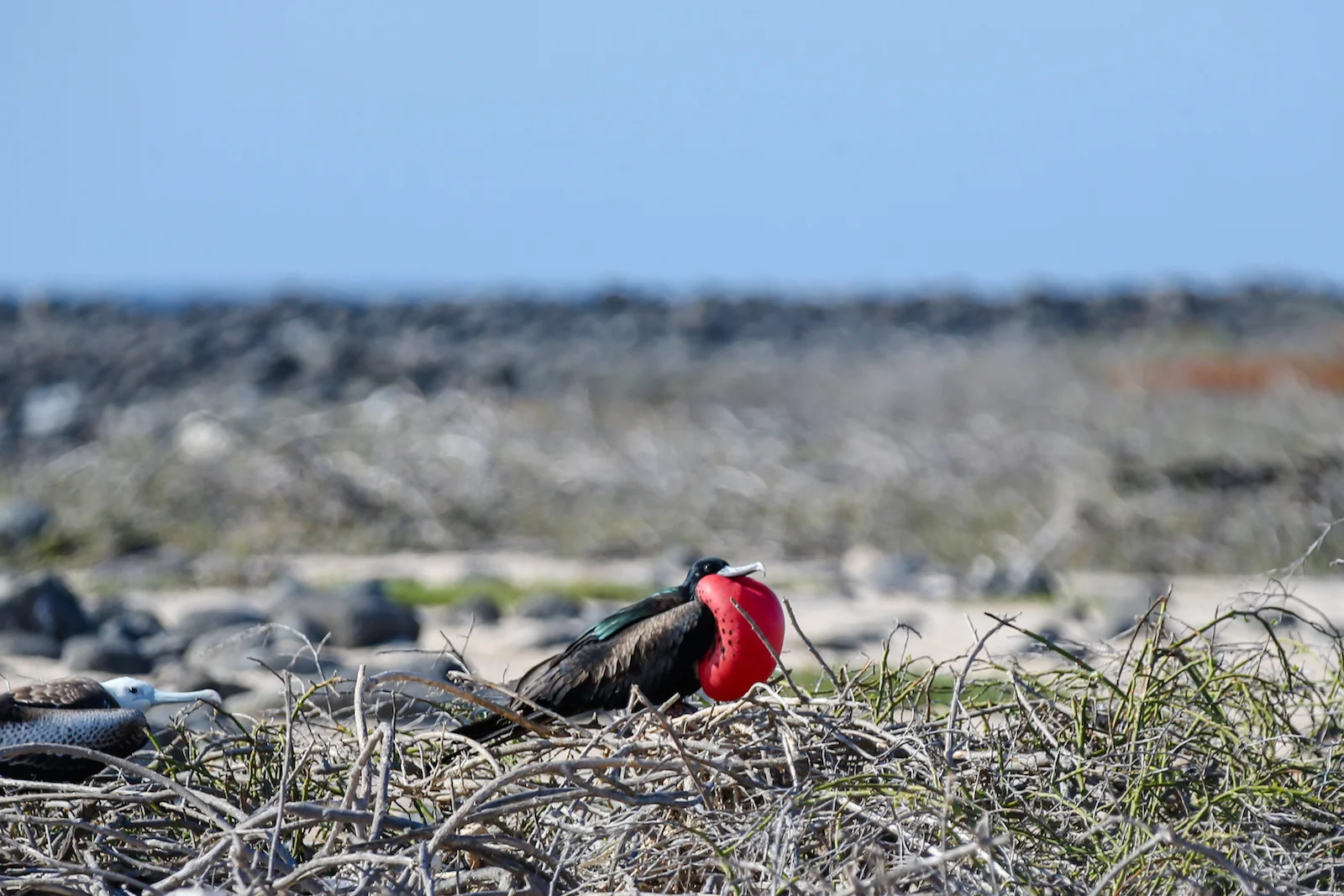 2018 GALAPAGOS DAY 5 NORTH SEYMOUR-13.JPG