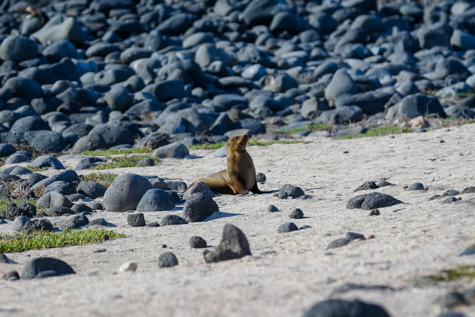 2018 GALAPAGOS DAY 5 NORTH SEYMOUR-16.JPG