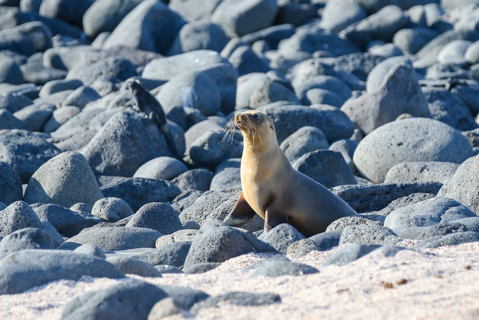 2018 GALAPAGOS DAY 5 NORTH SEYMOUR-18.JPG