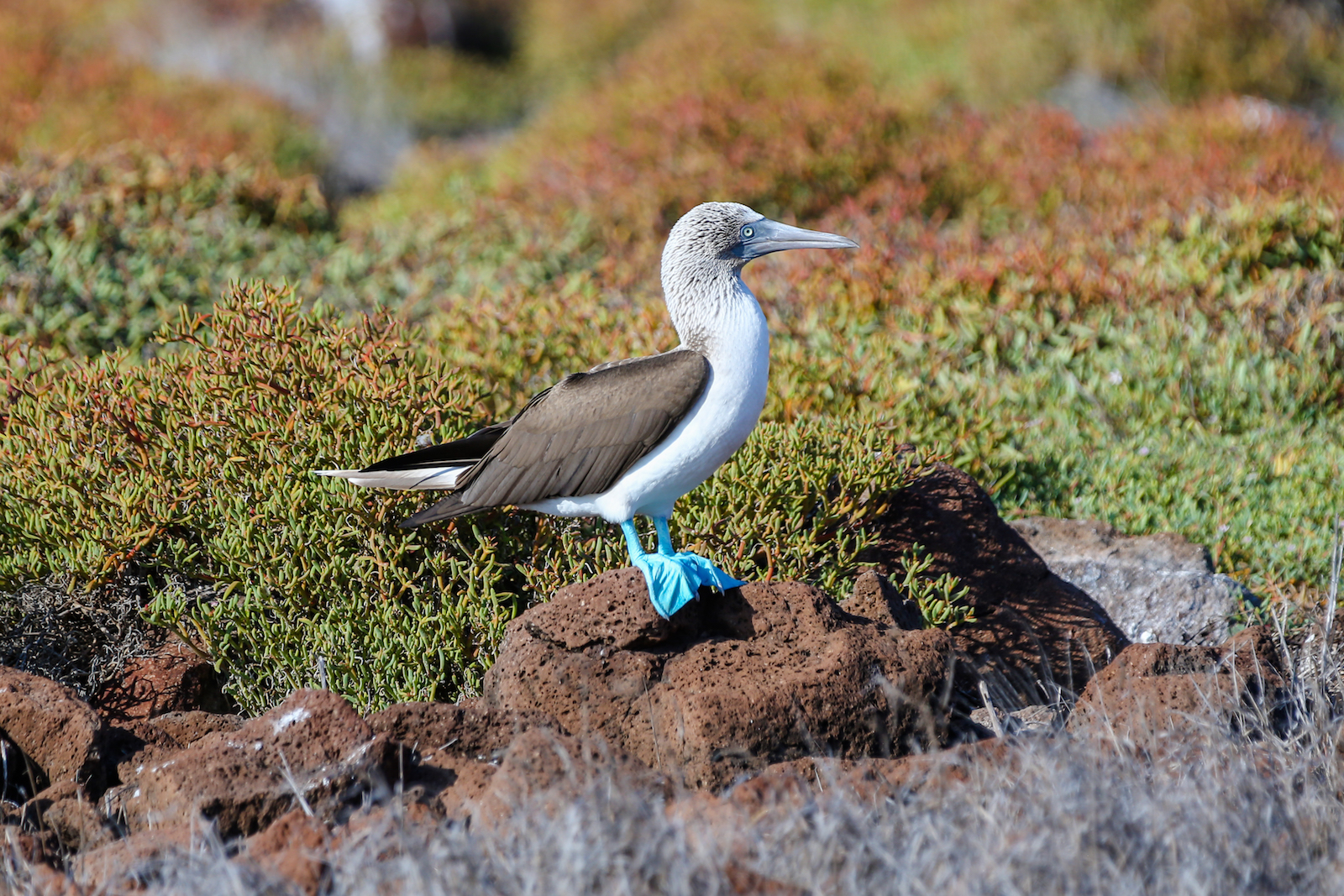 2018 GALAPAGOS DAY 5 NORTH SEYMOUR-19.JPG