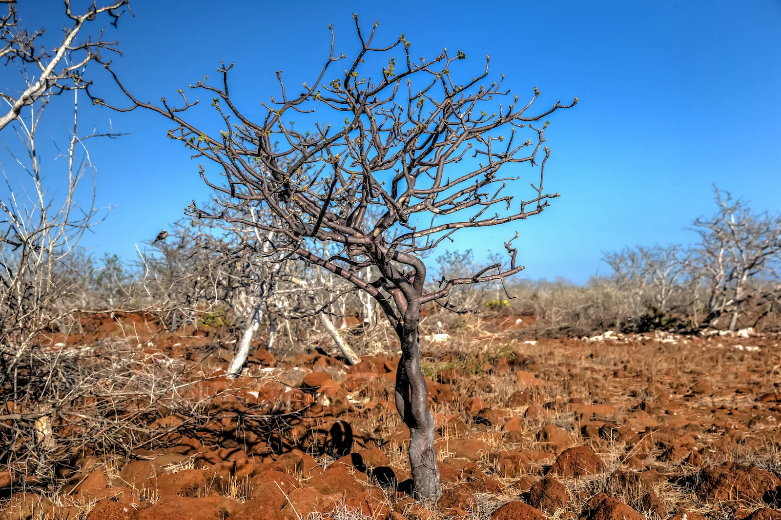 2018 GALAPAGOS DAY 5 NORTH SEYMOUR-21.JPG