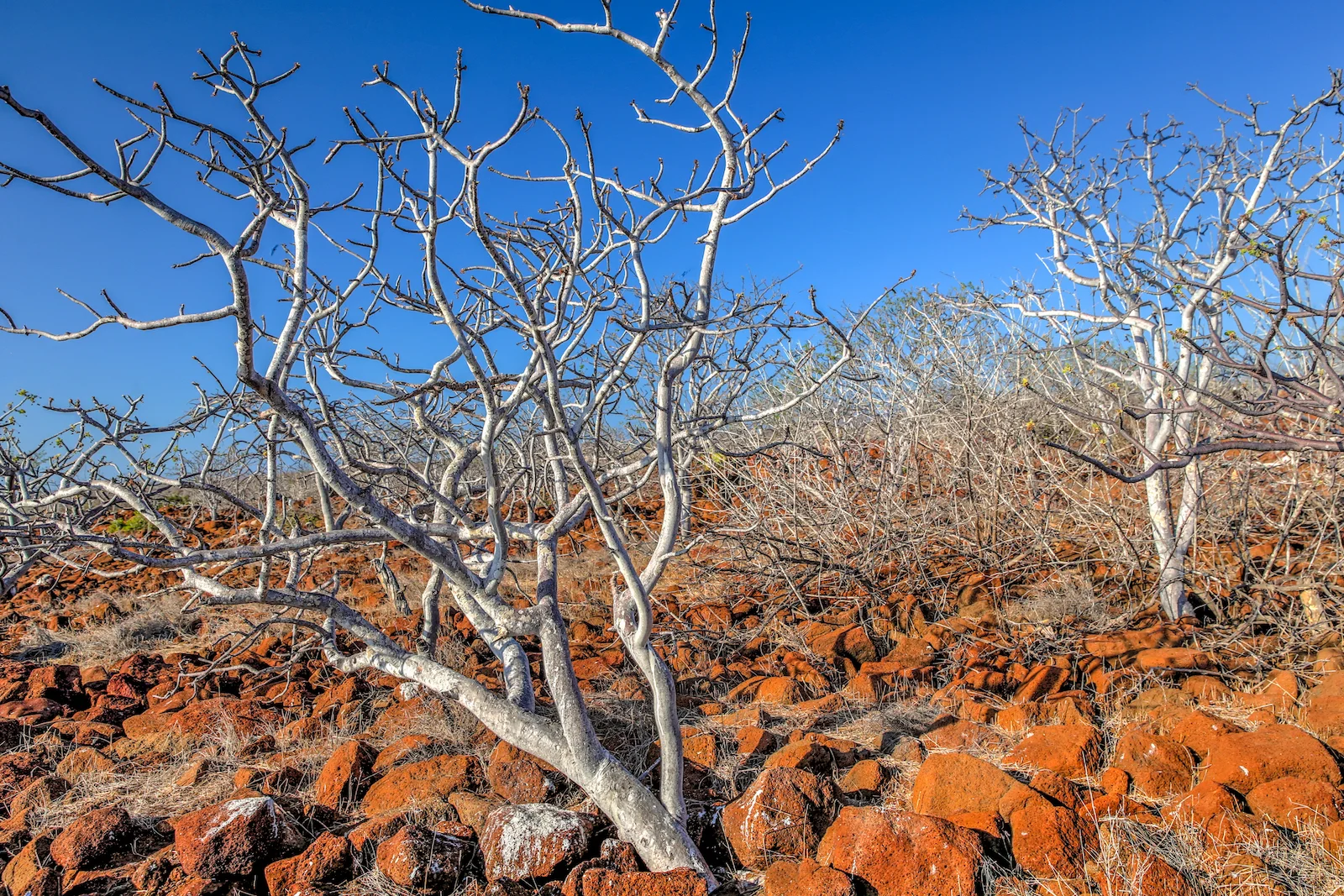 2018 GALAPAGOS DAY 5 NORTH SEYMOUR-22.JPG