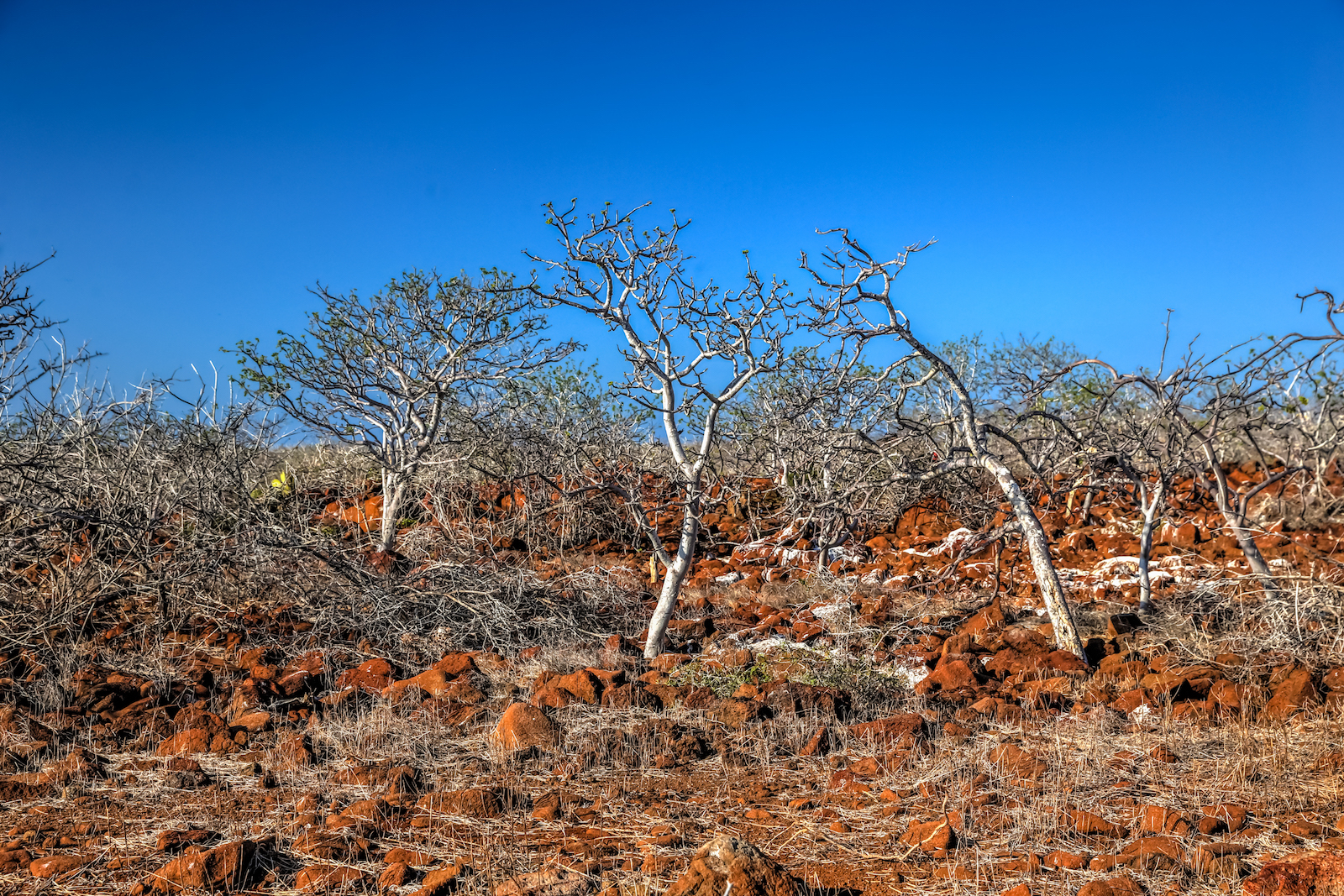 2018 GALAPAGOS DAY 5 NORTH SEYMOUR-23.JPG