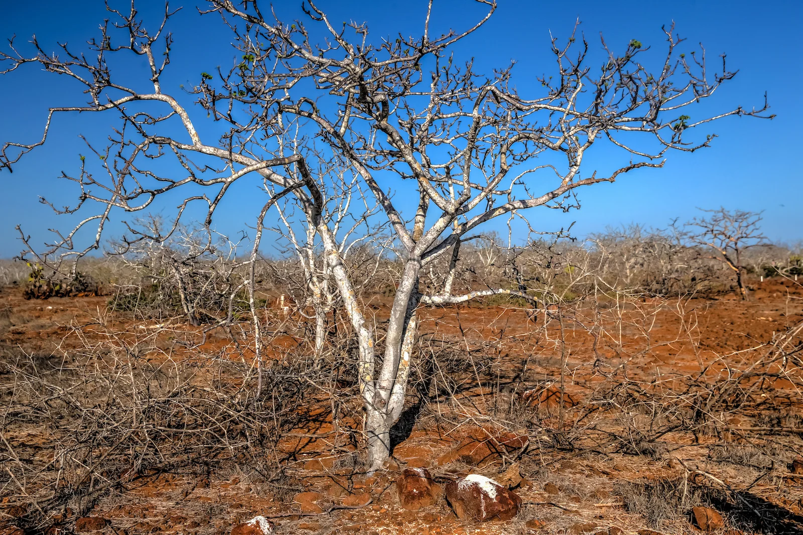 2018 GALAPAGOS DAY 5 NORTH SEYMOUR-25.JPG