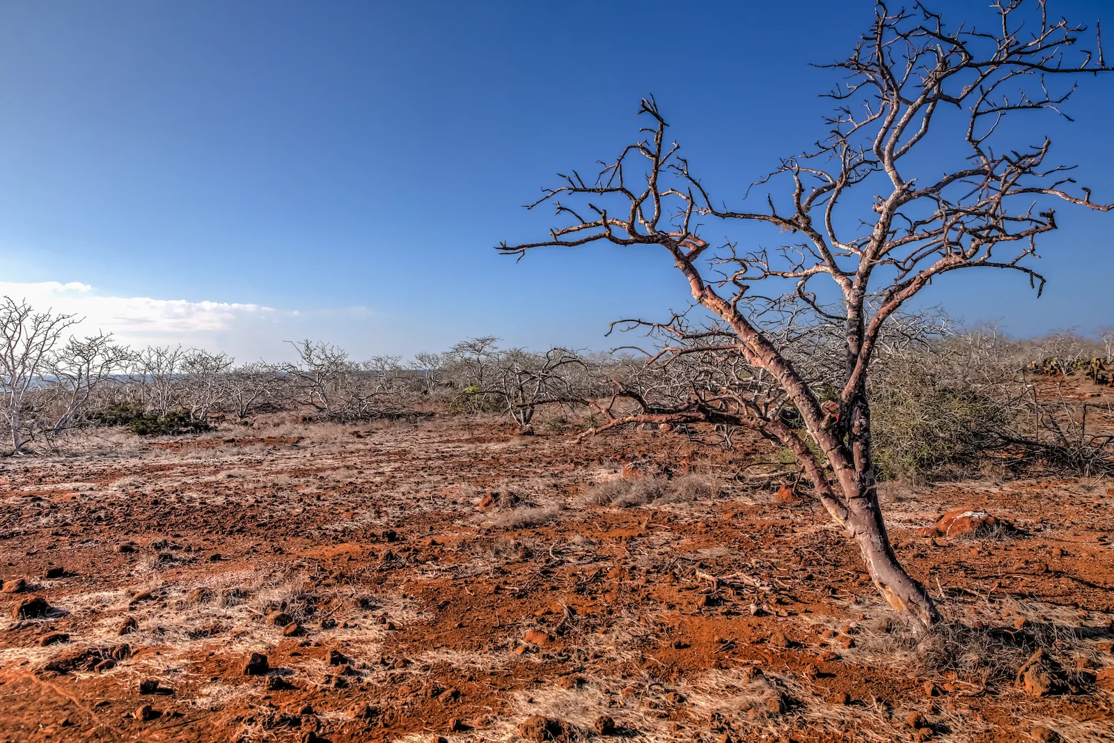 2018 GALAPAGOS DAY 5 NORTH SEYMOUR-26.JPG