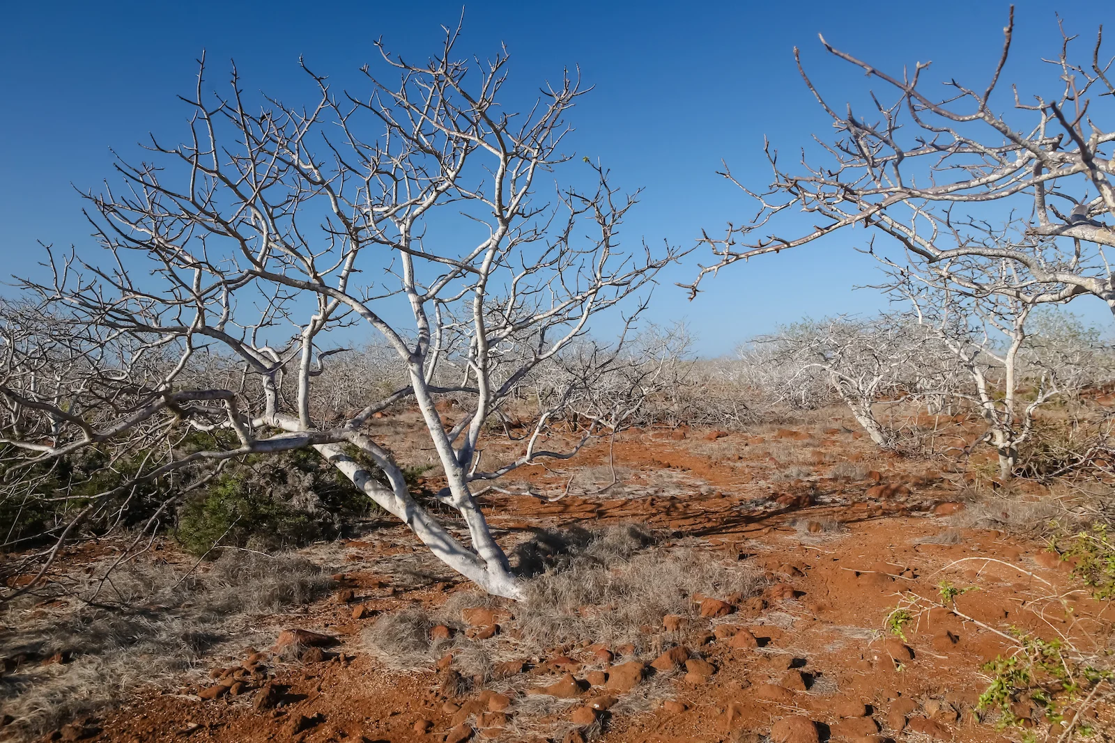2018 GALAPAGOS DAY 5 NORTH SEYMOUR-27.JPG