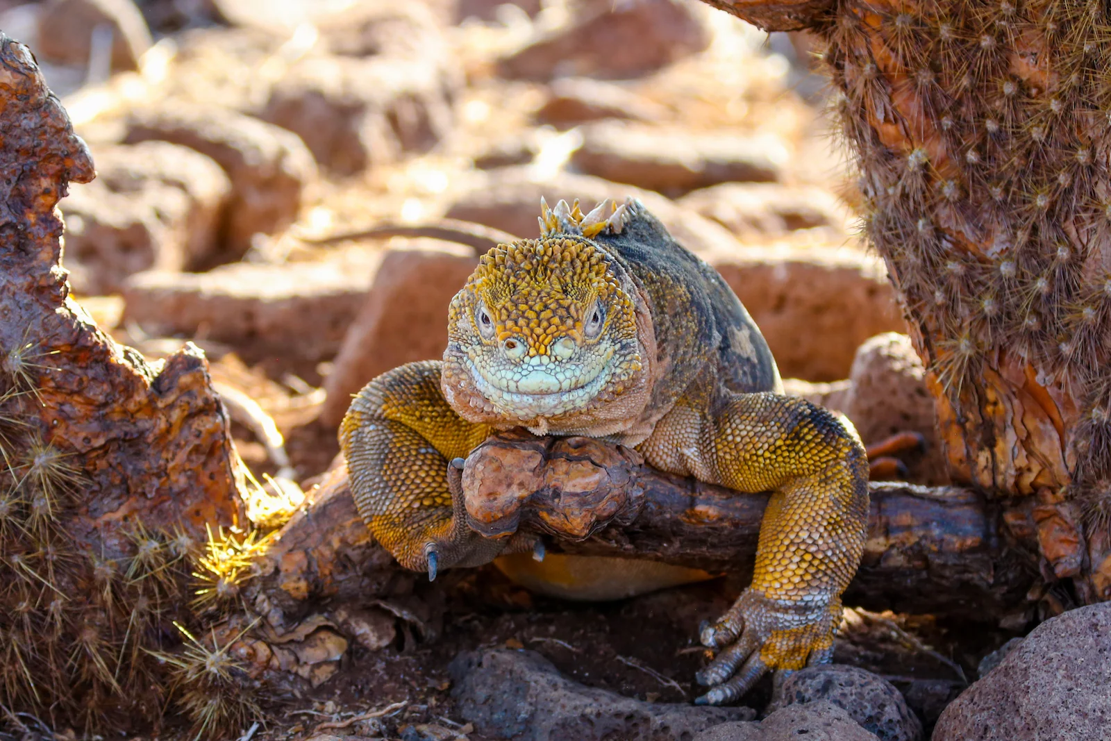 2018 GALAPAGOS DAY 5 NORTH SEYMOUR-29.JPG