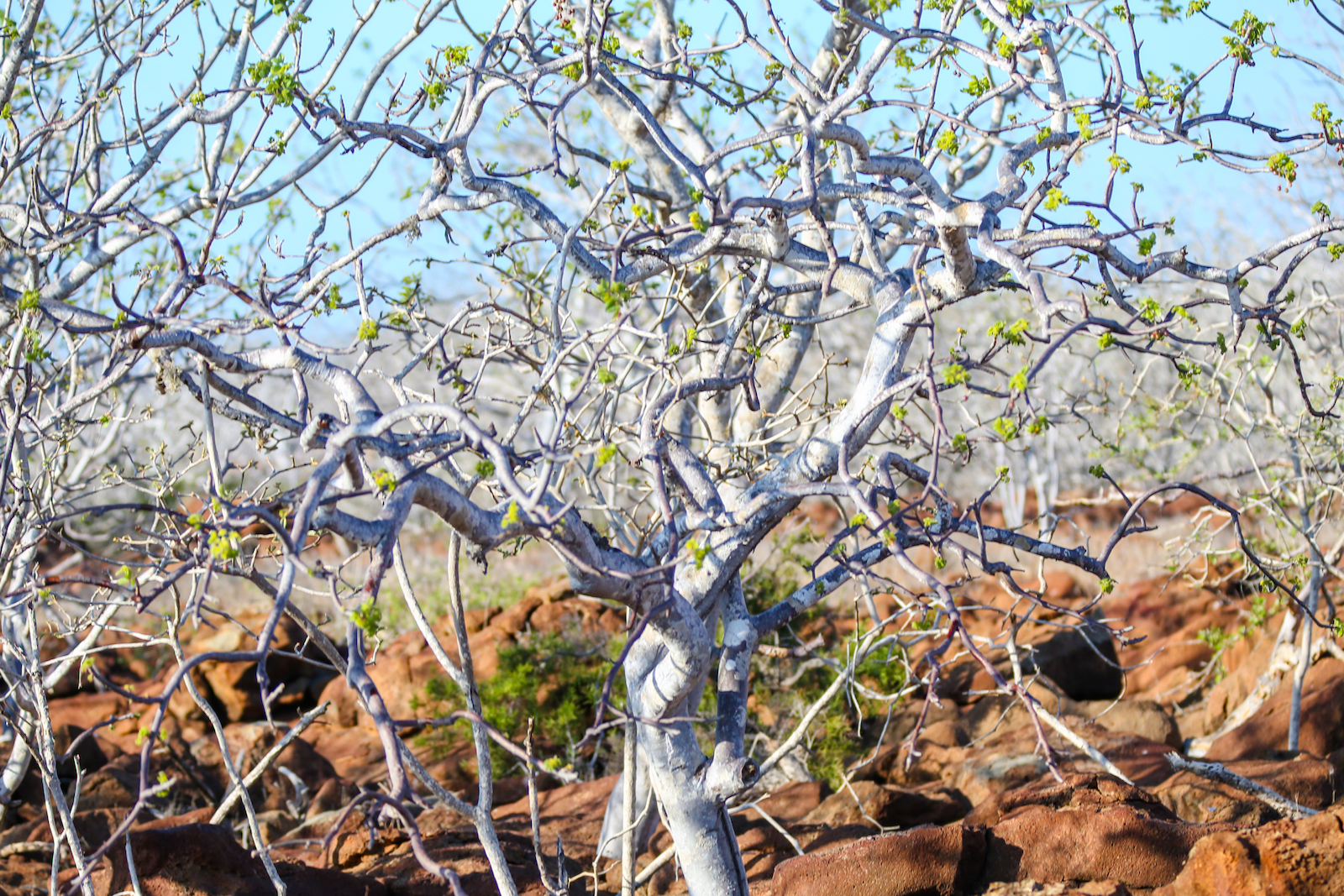 2018 GALAPAGOS DAY 5 NORTH SEYMOUR-30.JPG