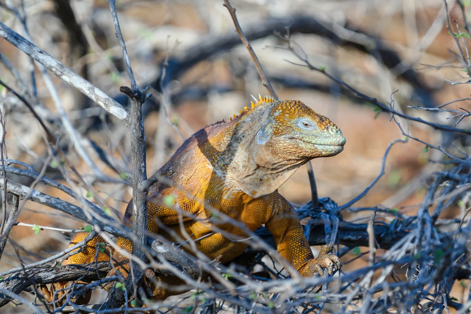 2018 GALAPAGOS DAY 5 NORTH SEYMOUR-31.JPG