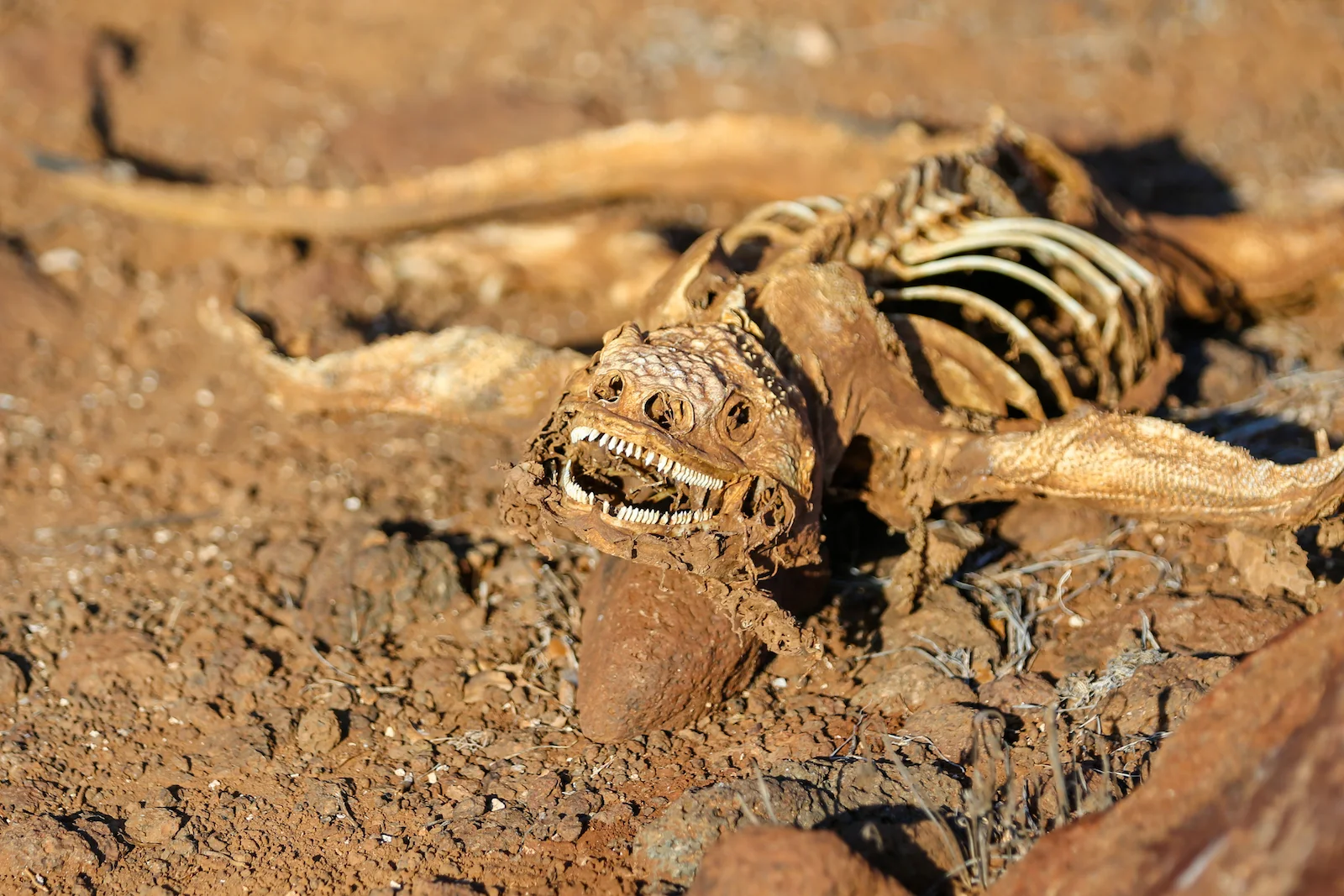 2018 GALAPAGOS DAY 5 NORTH SEYMOUR-34.JPG