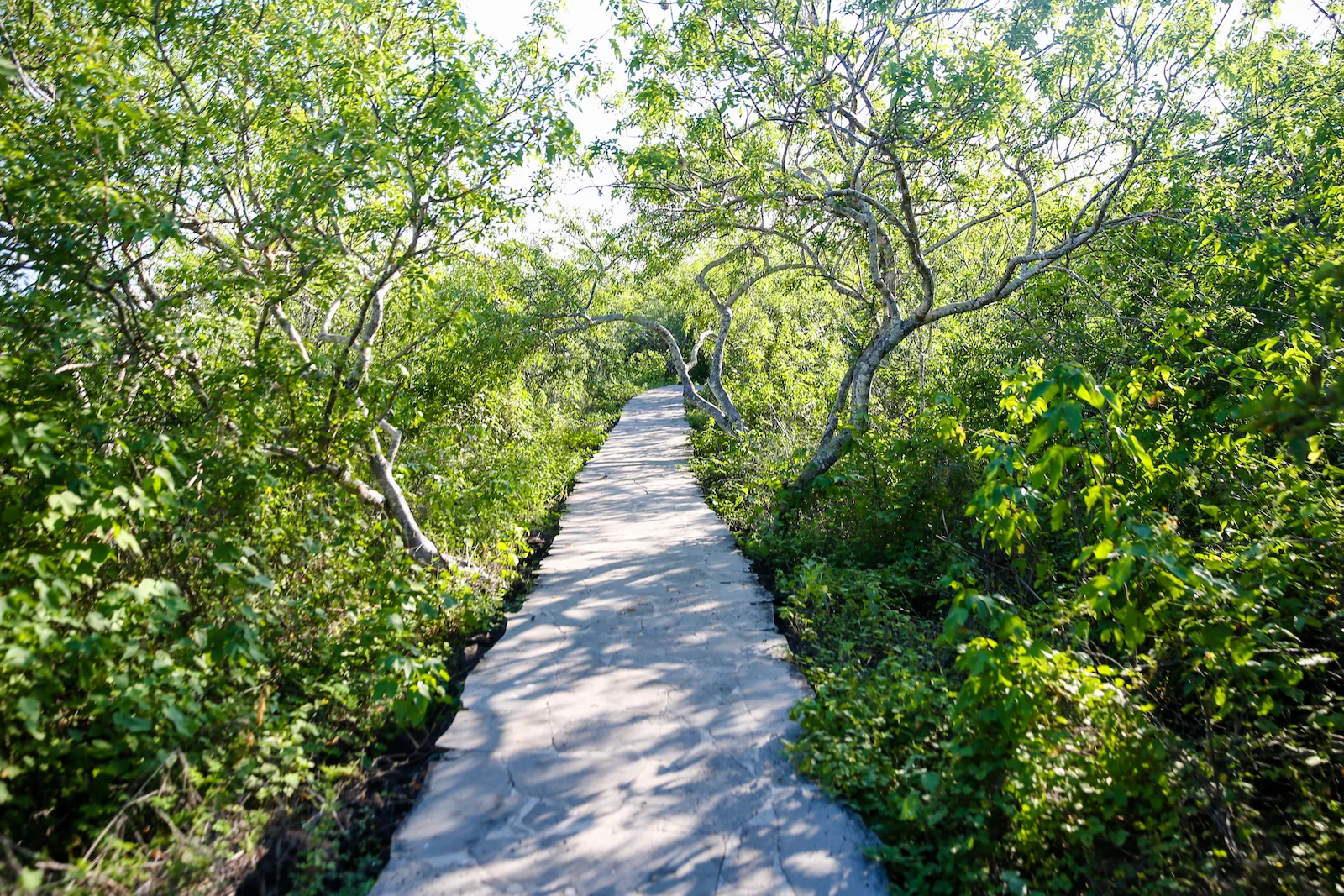 2018 GALAPAGOS DAY 6 SAN CRISTOBAL-5.JPG