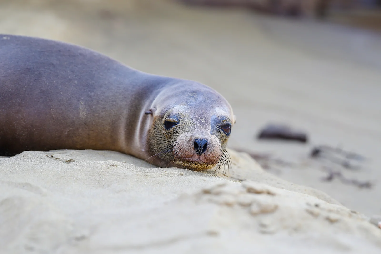 2018 GALAPAGOS DAY 6 PUNTA PITT-3.JPG