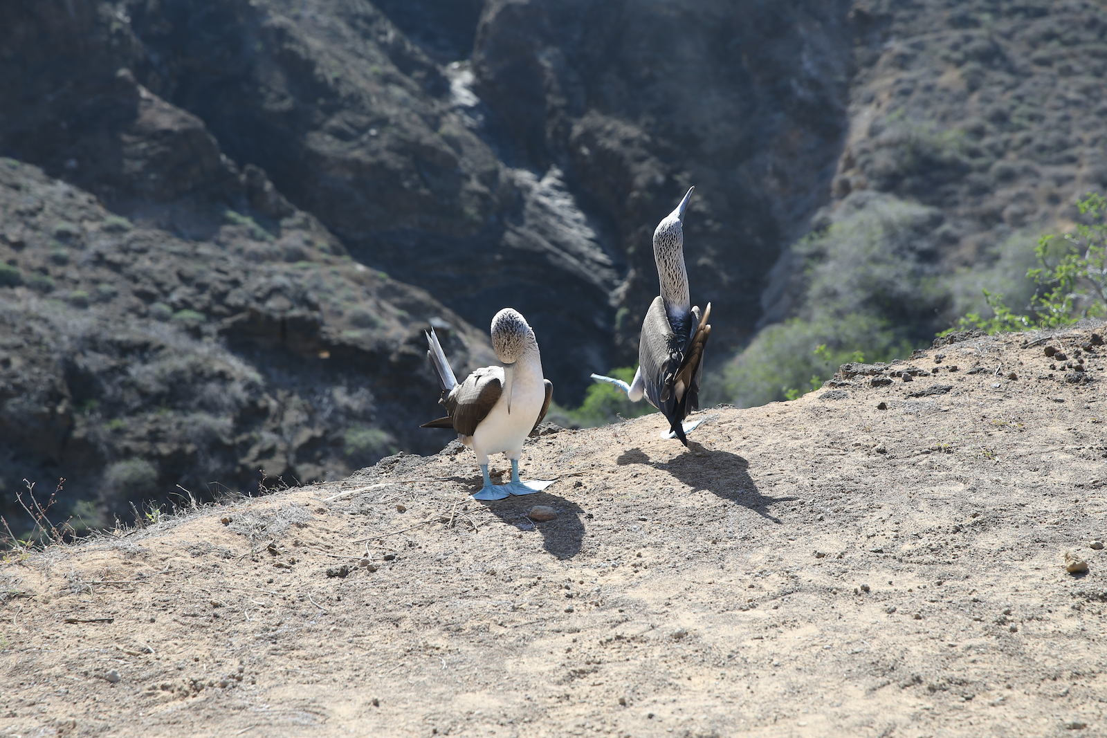 2018 GALAPAGOS DAY 6 PUNTA PITT-4.JPG