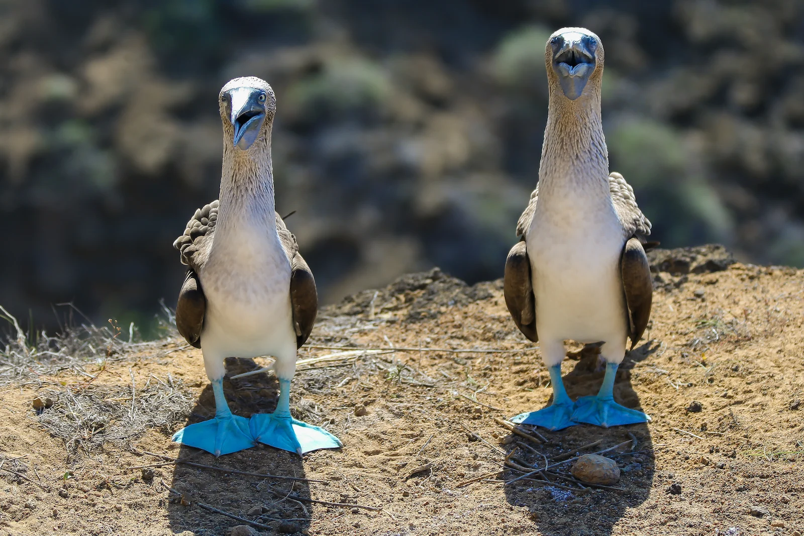 2018 GALAPAGOS DAY 6 PUNTA PITT-5.JPG