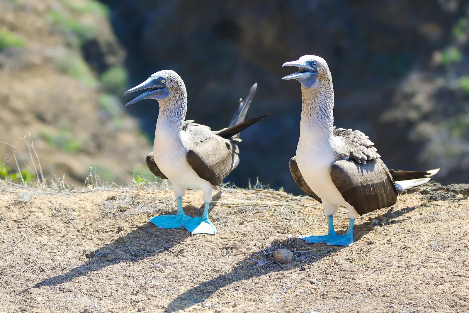 2018 GALAPAGOS DAY 6 PUNTA PITT-6.JPG