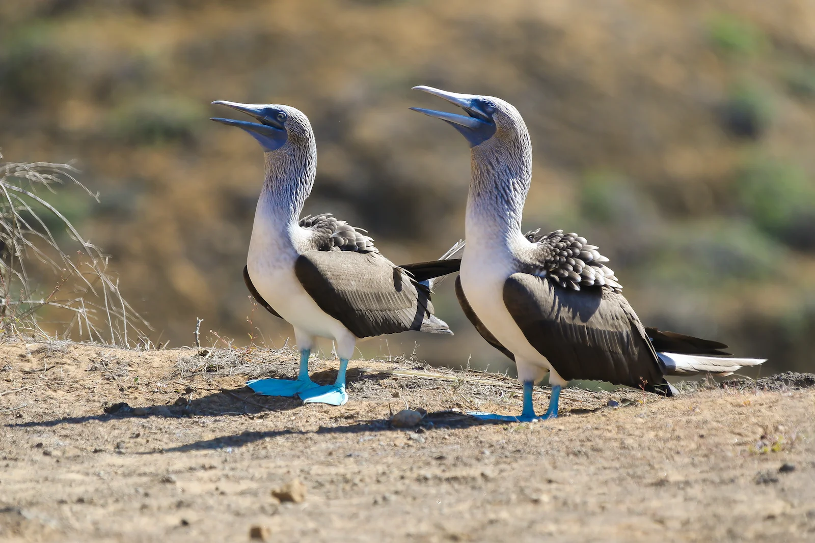 2018 GALAPAGOS DAY 6 PUNTA PITT-7.JPG