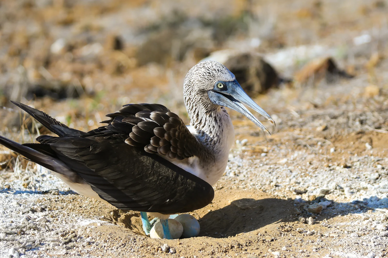 2018 GALAPAGOS DAY 6 PUNTA PITT-12.JPG
