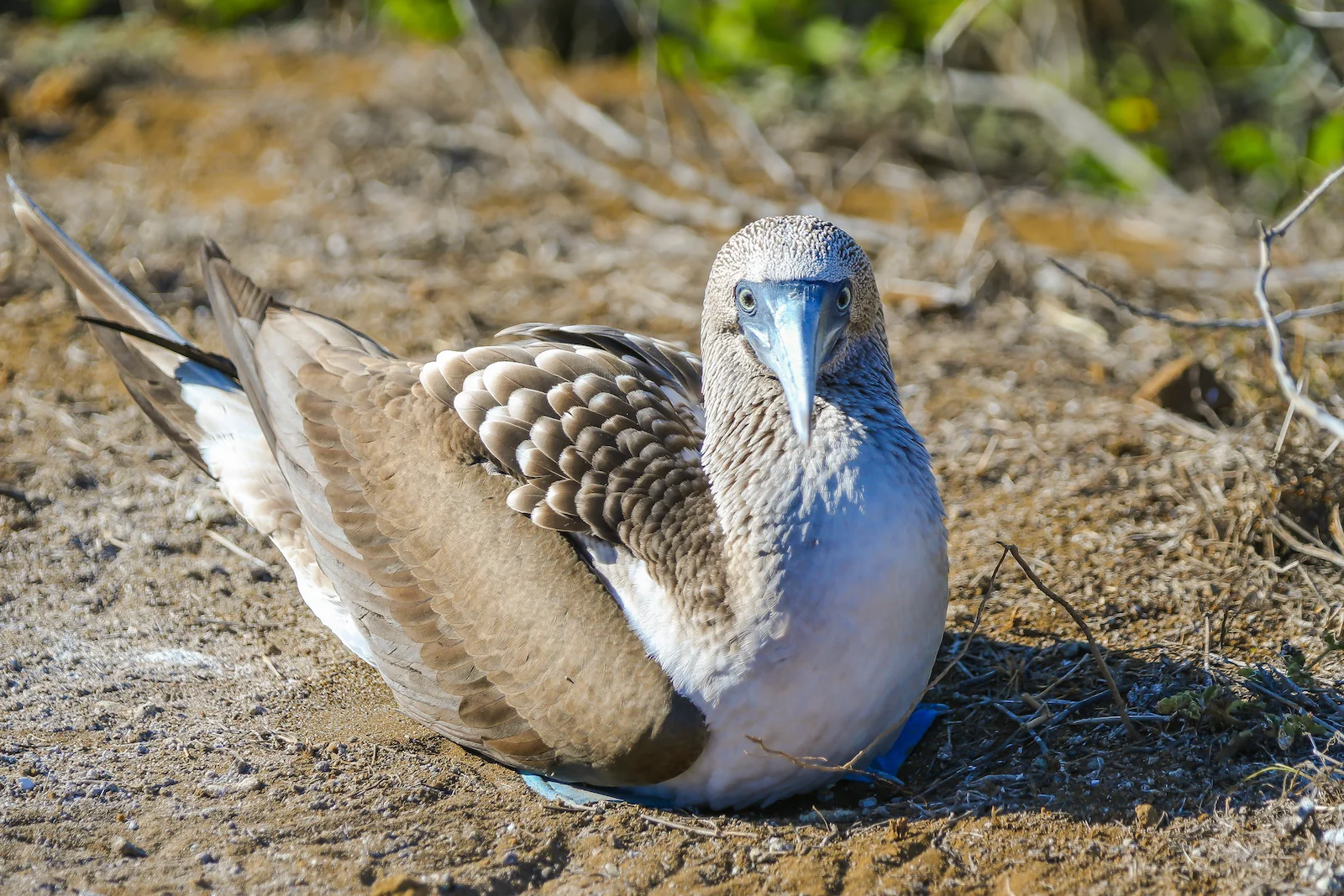 2018 GALAPAGOS DAY 6 PUNTA PITT-13.JPG
