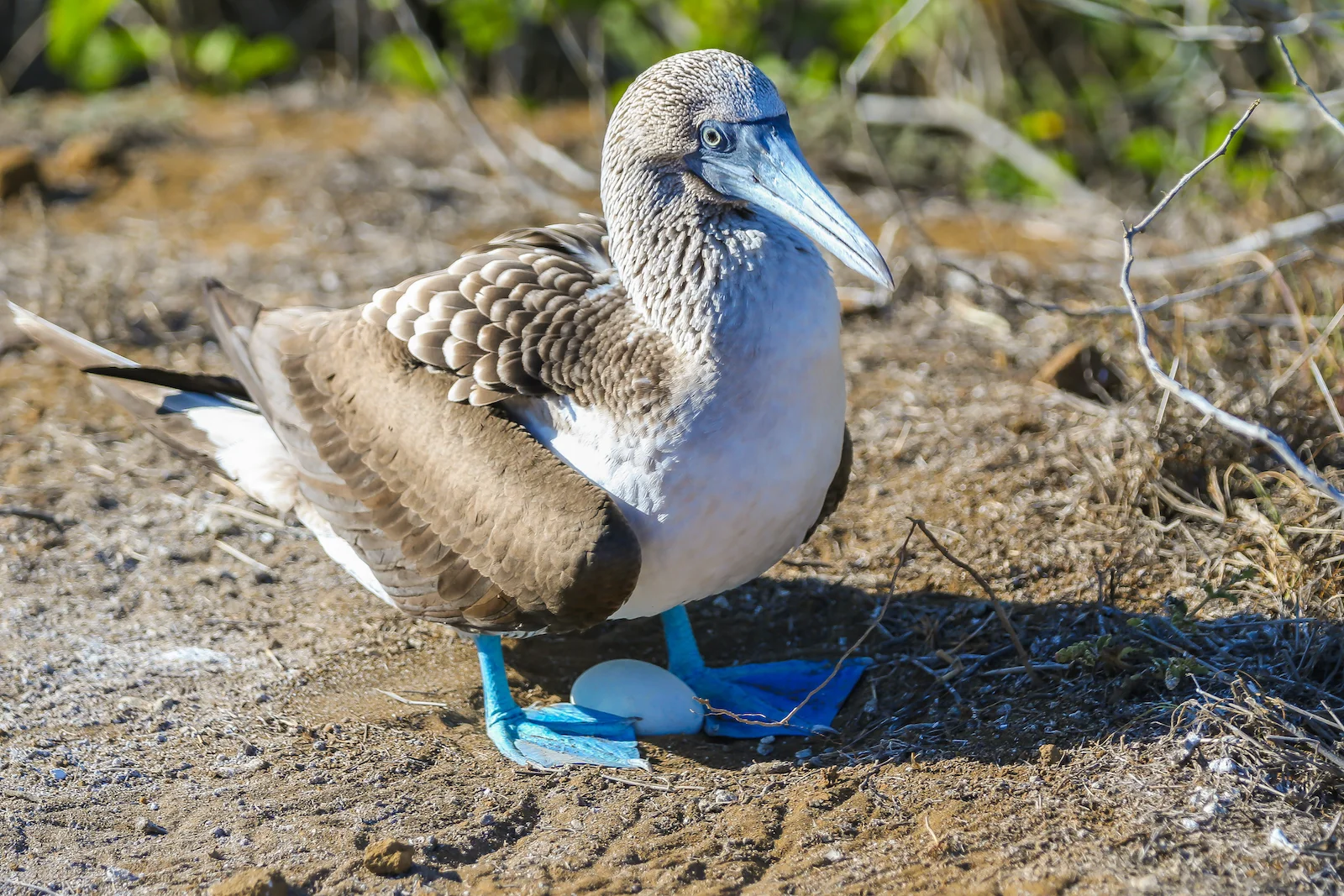 2018 GALAPAGOS DAY 6 PUNTA PITT-14.JPG