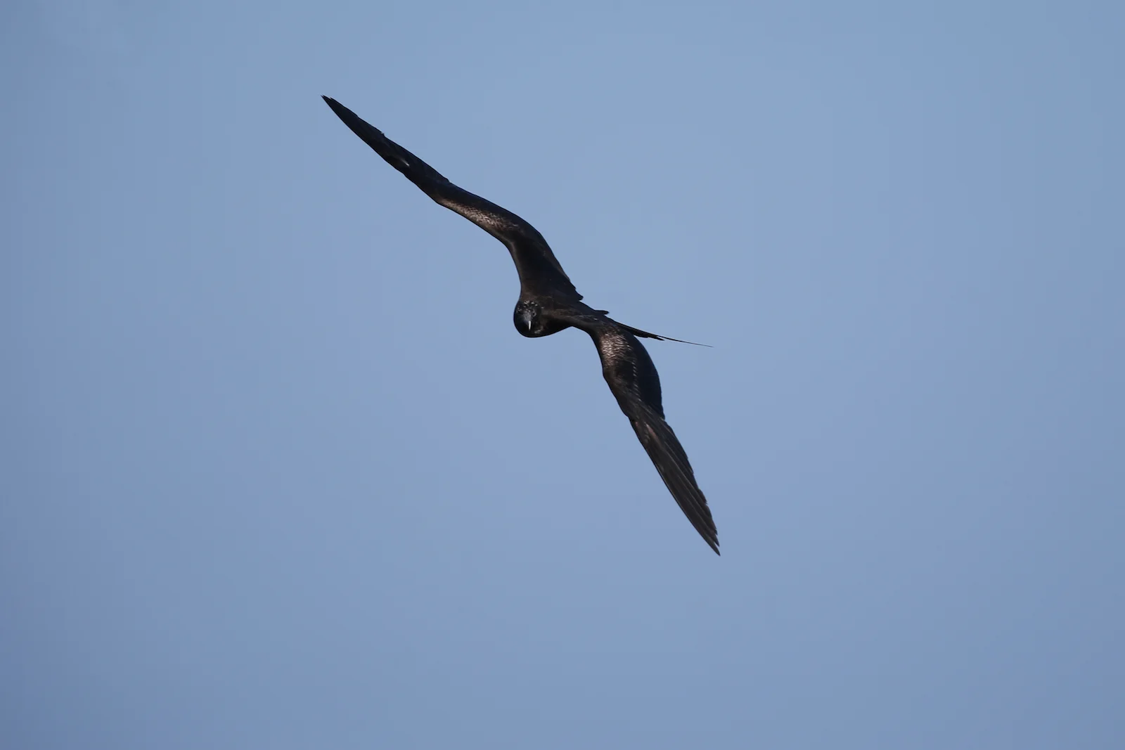 2018 GALAPAGOS DAY 6 PUNTA PITT-16.JPG