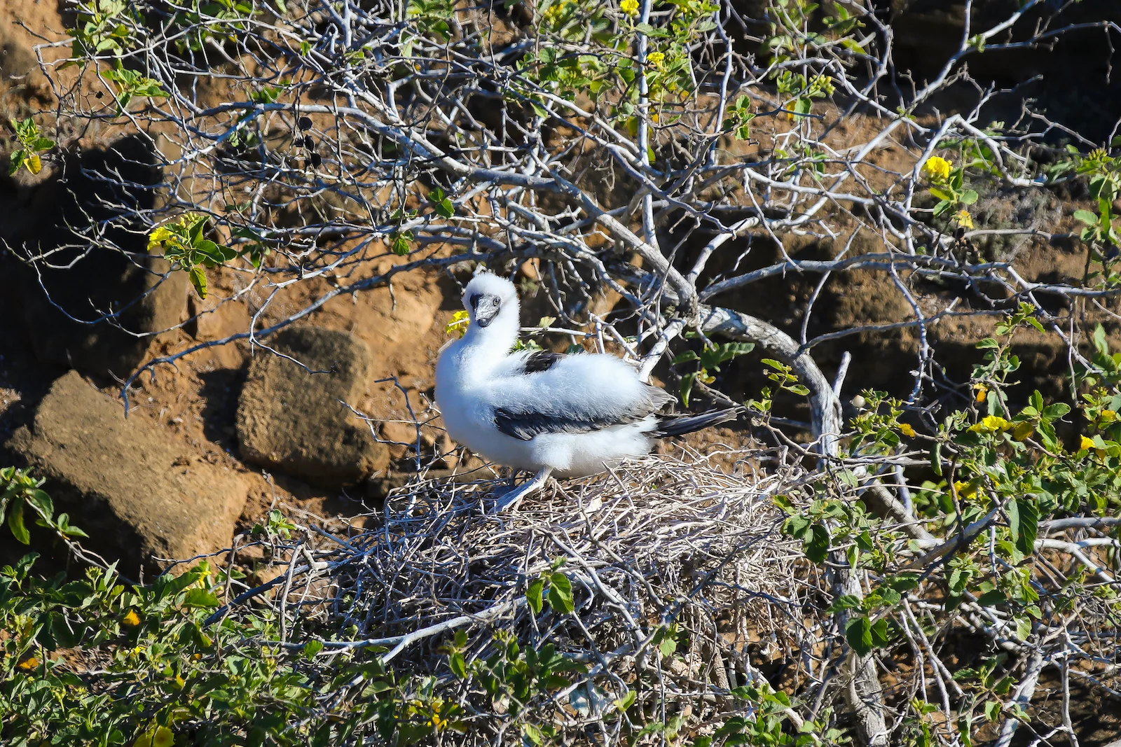 2018 GALAPAGOS DAY 6 PUNTA PITT-17.JPG