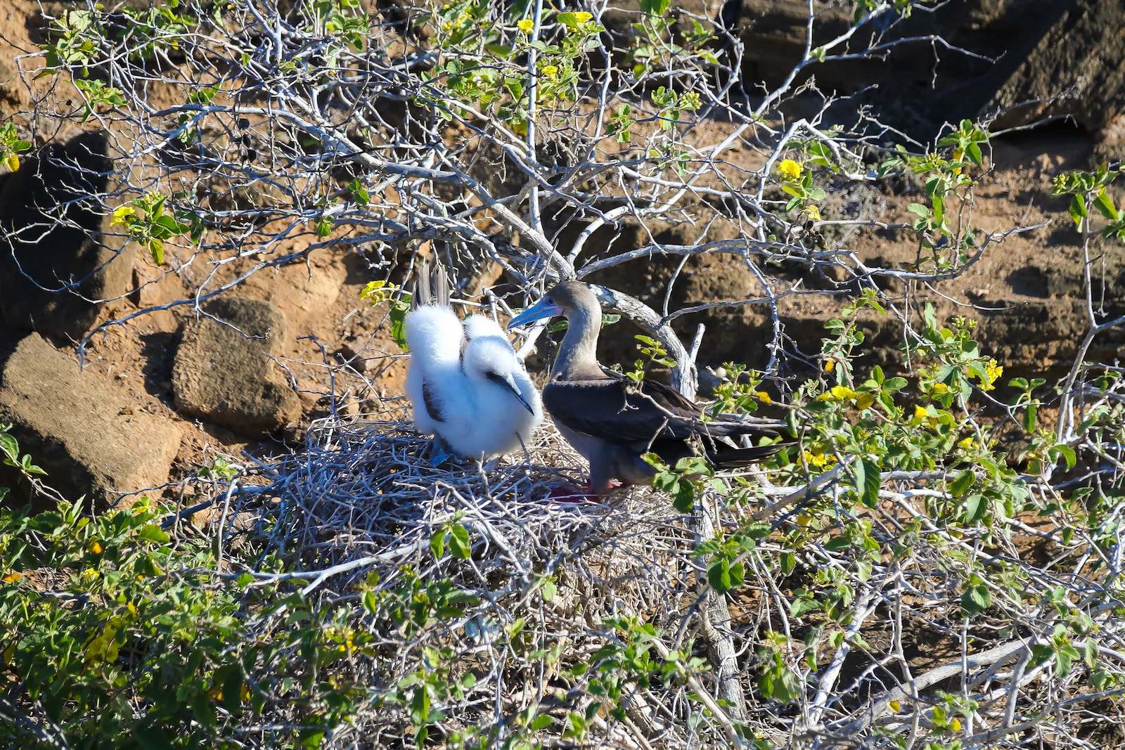 2018 GALAPAGOS DAY 6 PUNTA PITT-18.JPG