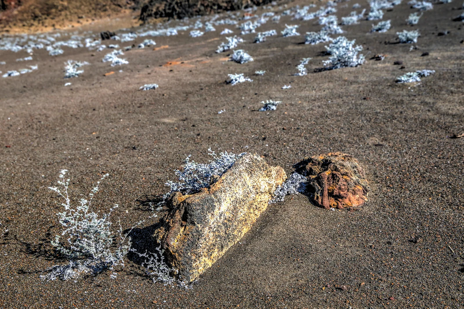 GALAPAGOS DAY 4 B-5.JPG