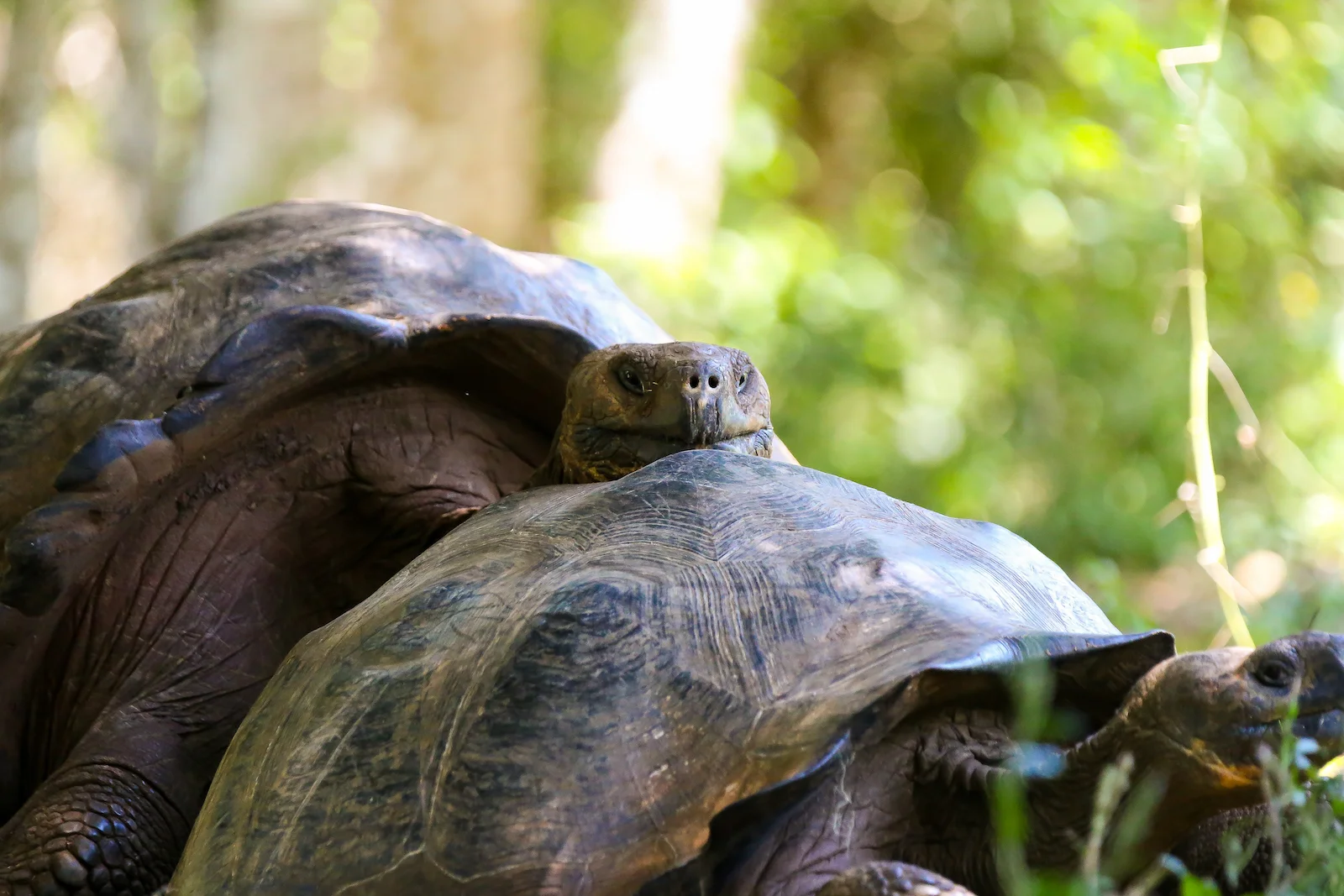 2018 GALAPAGOS DAY 7 El Manzanillo Ranch-20.JPG