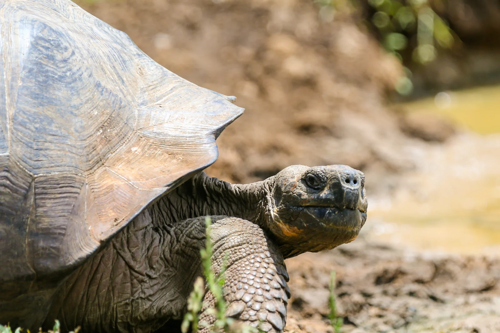 2018 GALAPAGOS DAY 7 El Manzanillo Ranch-23.JPG
