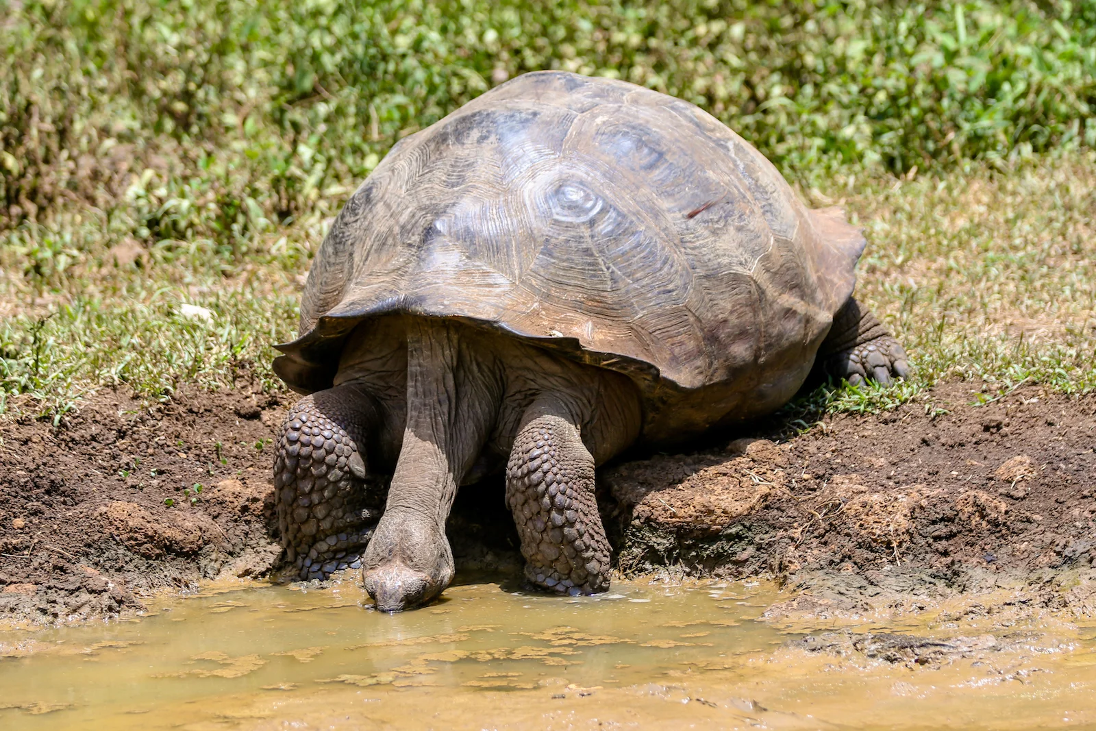 2018 GALAPAGOS DAY 7 El Manzanillo Ranch-25.JPG