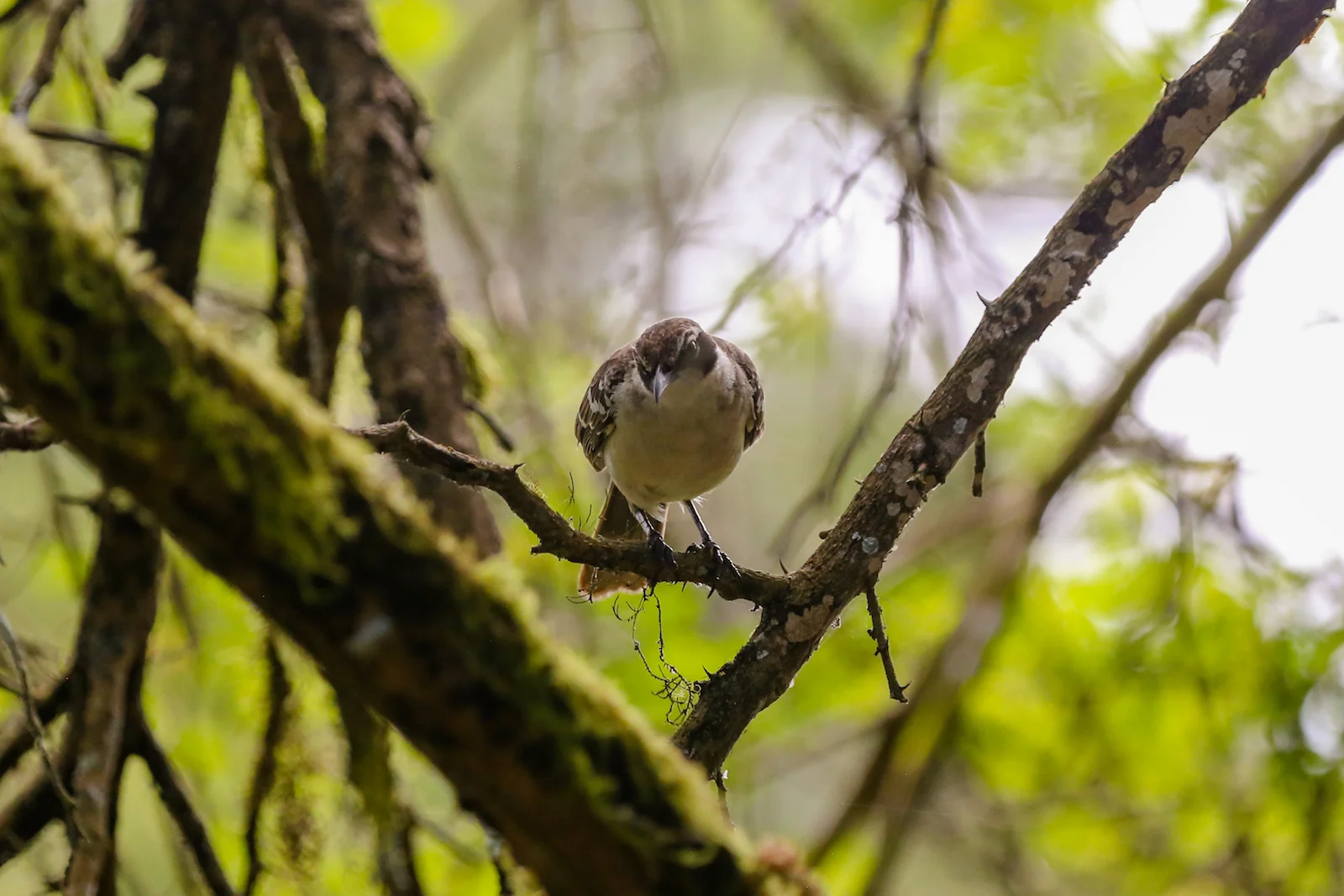 2018 GALAPAGOS DAY 7 El Manzanillo Ranch-27.JPG
