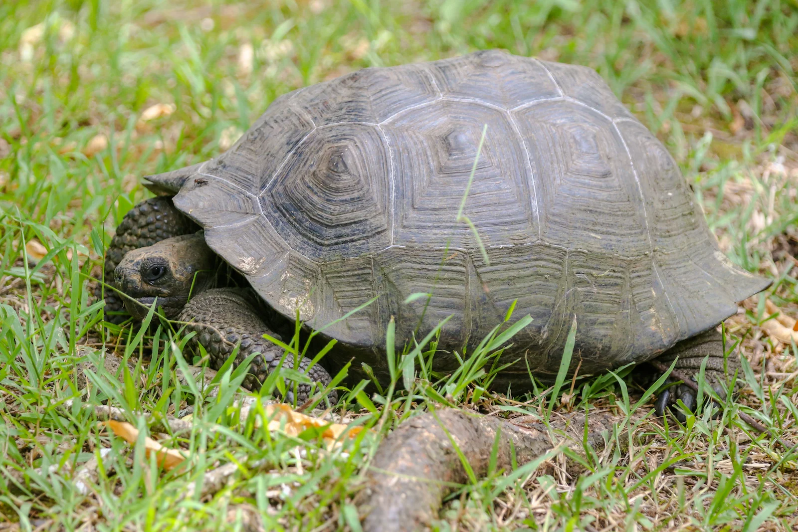 2018 GALAPAGOS DAY 7 El Manzanillo Ranch-30.JPG