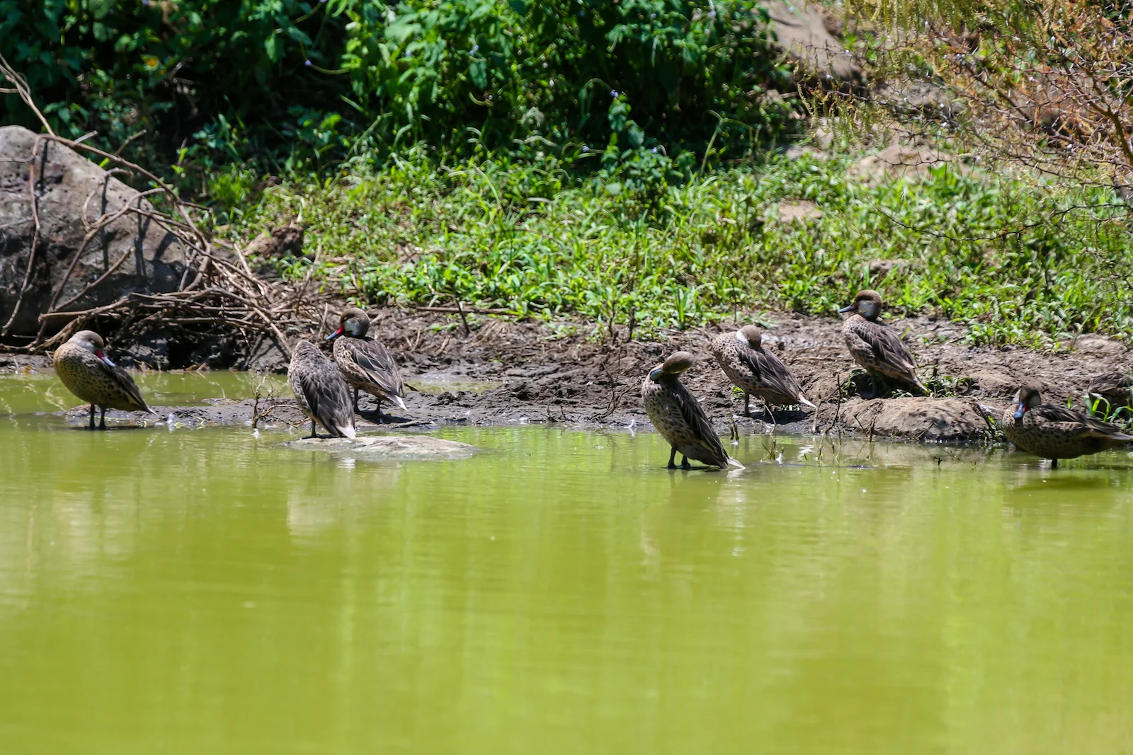 2018 GALAPAGOS DAY 7 El Manzanillo Ranch-31.JPG