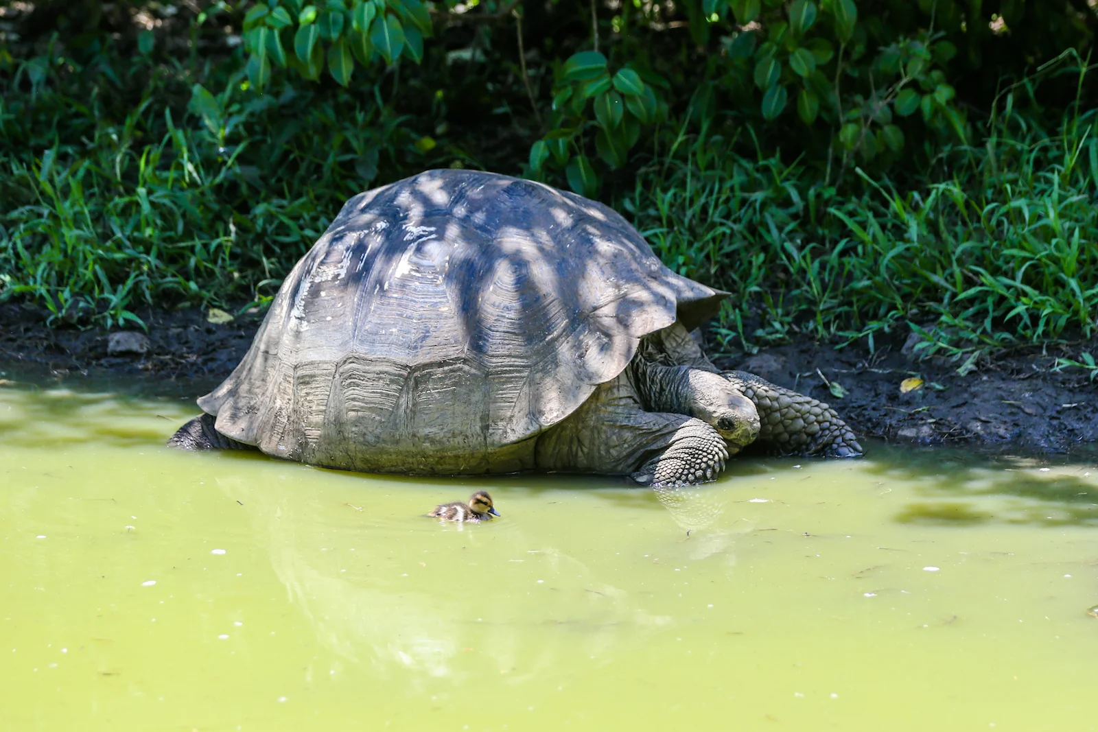 2018 GALAPAGOS DAY 7 El Manzanillo Ranch-32.JPG