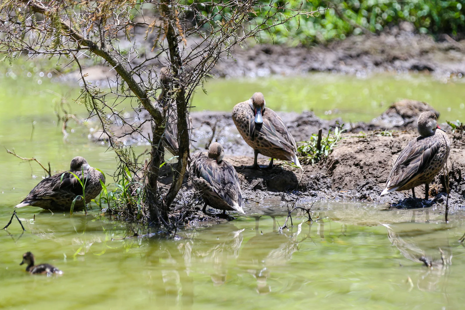 2018 GALAPAGOS DAY 7 El Manzanillo Ranch-35.JPG