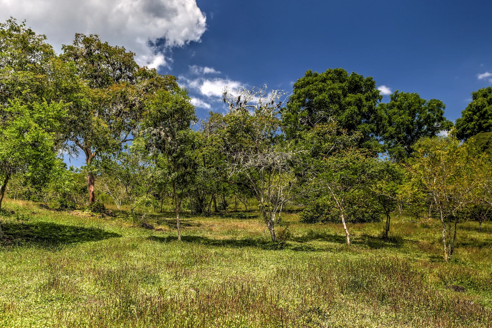2018 GALAPAGOS DAY 7 El Manzanillo Ranch-38.JPG