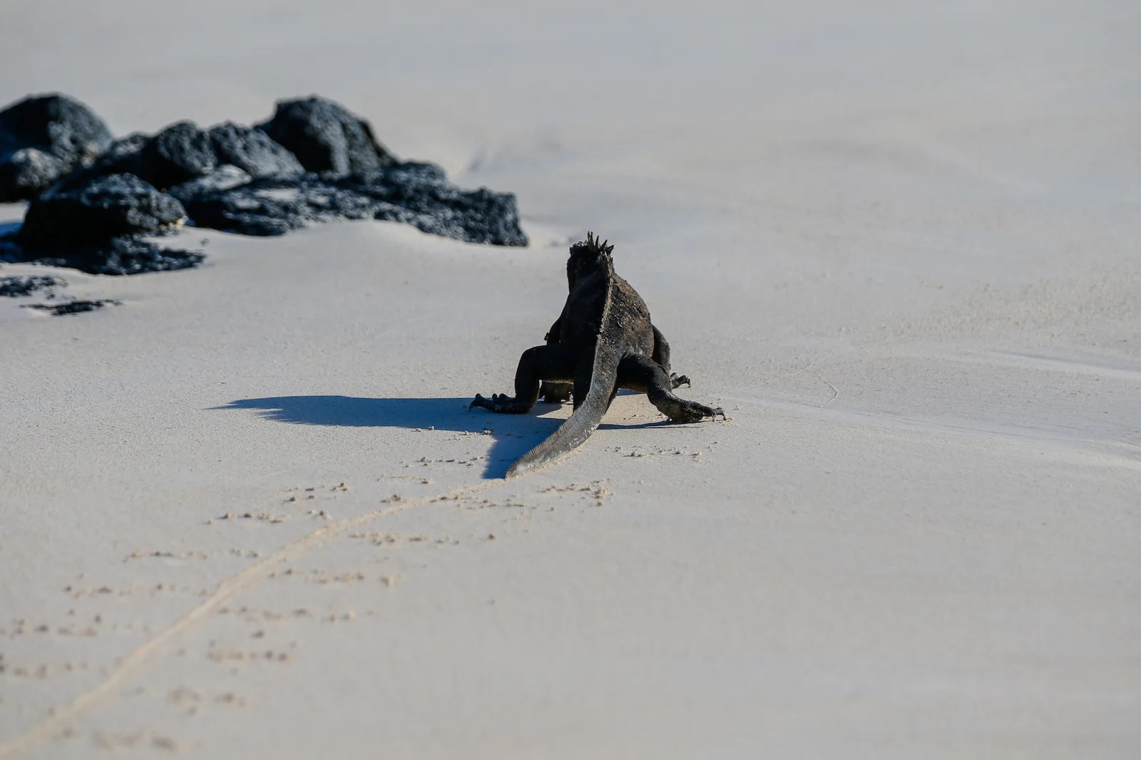 GALAPAGOS BACHUS BEACH-6.JPG