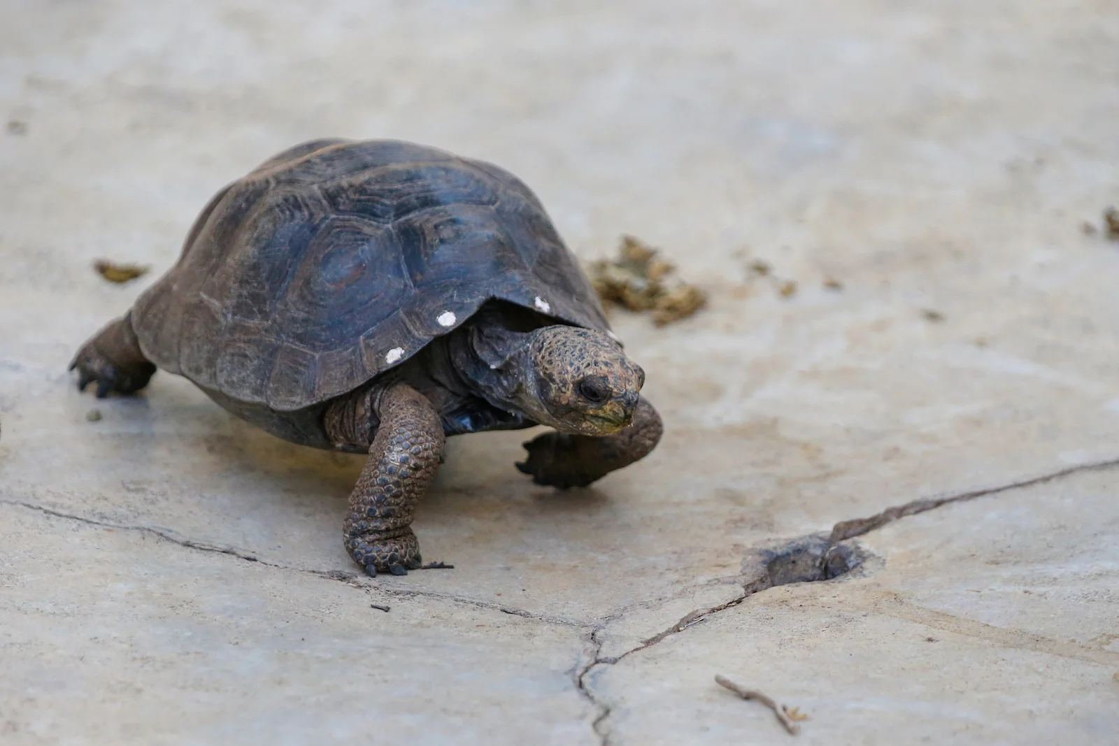 2018 GALAPAGOS DAY 7 SANTA CRUZ PUERTO AYORA-1.JPG