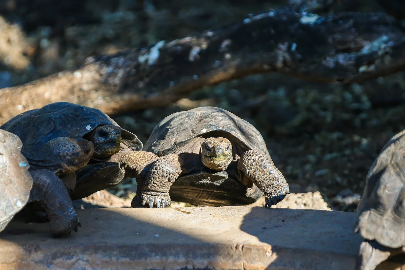 2018 GALAPAGOS DAY 7 SANTA CRUZ PUERTO AYORA-2.JPG