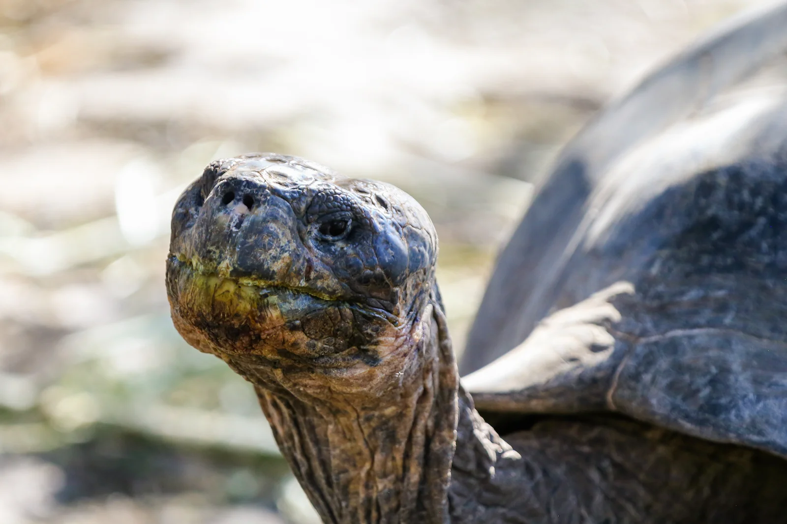 2018 GALAPAGOS DAY 7 SANTA CRUZ PUERTO AYORA-3.JPG