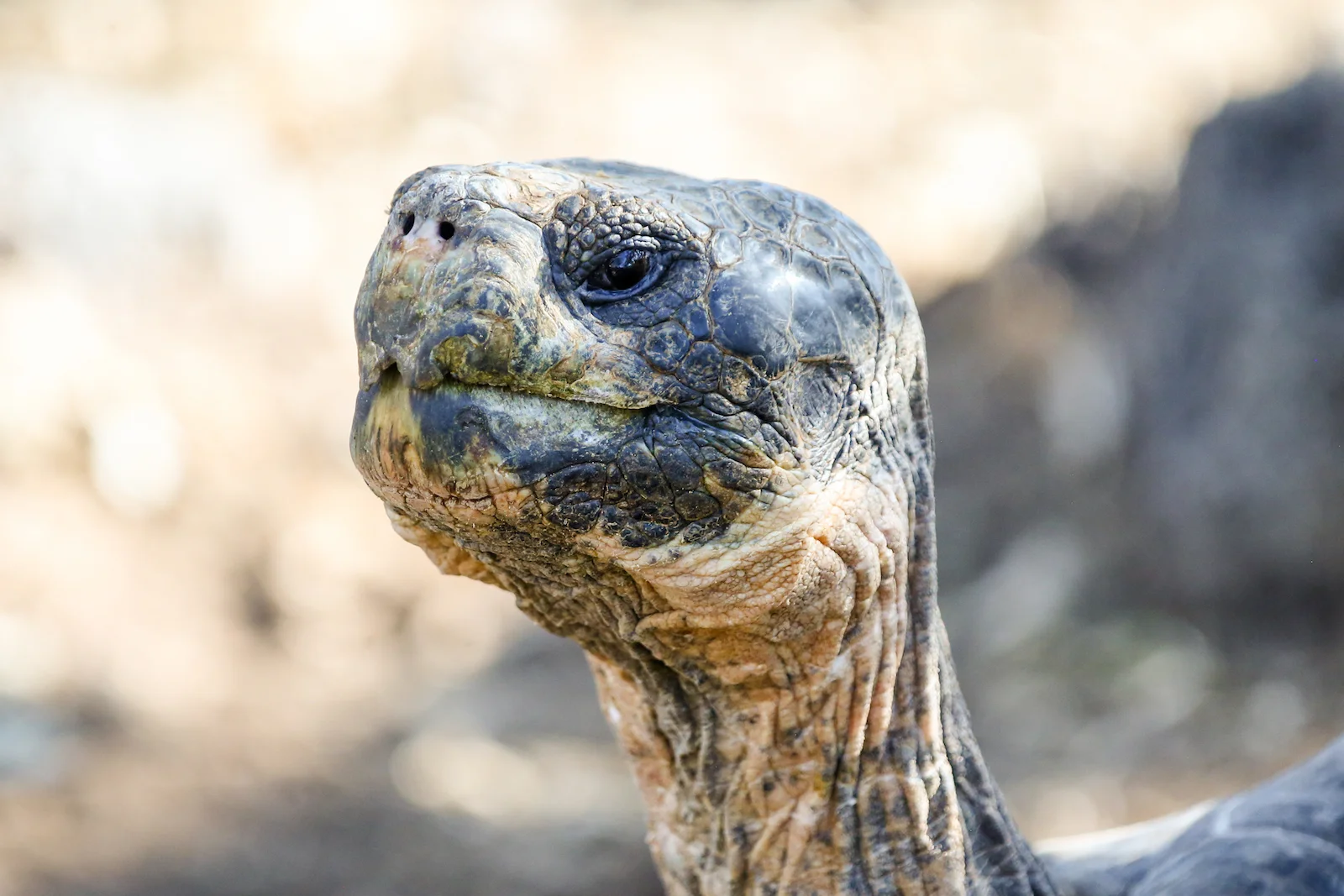 2018 GALAPAGOS DAY 7 SANTA CRUZ PUERTO AYORA-4.JPG