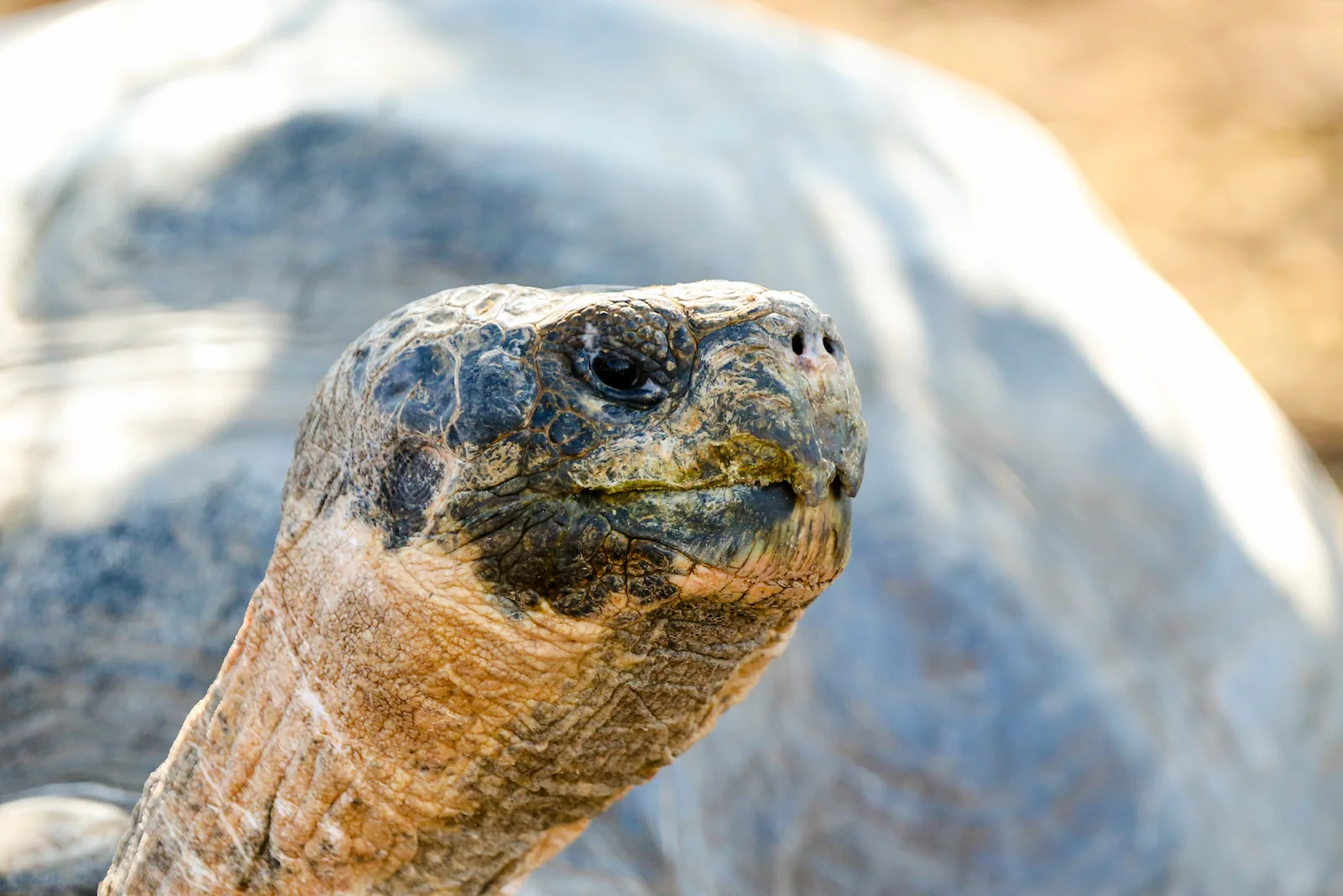2018 GALAPAGOS DAY 7 SANTA CRUZ PUERTO AYORA-5.JPG