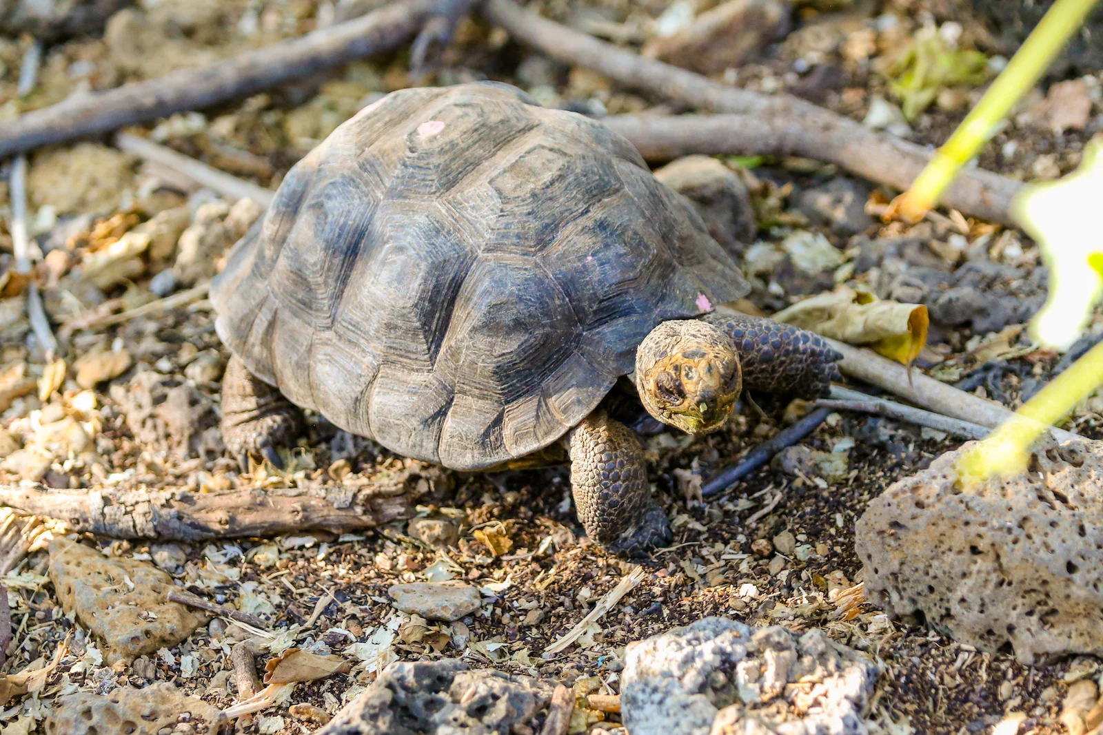 2018 GALAPAGOS DAY 7 SANTA CRUZ PUERTO AYORA-6.JPG