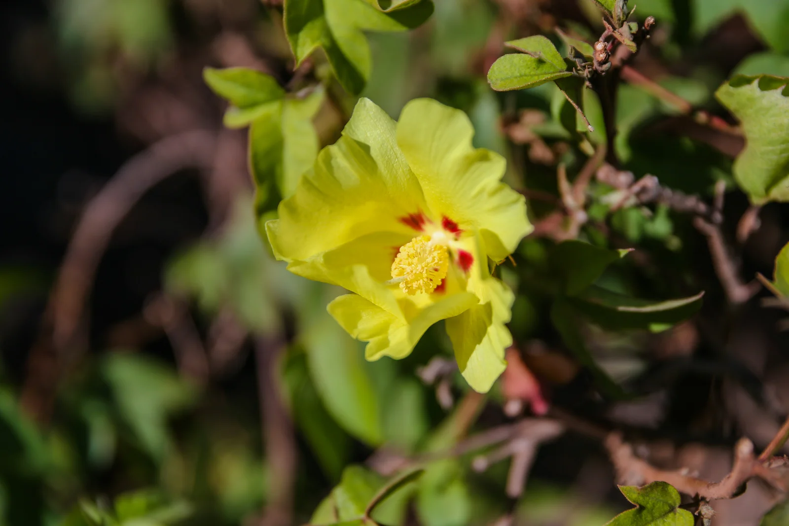2018 GALAPAGOS DAY 7 SANTA CRUZ PUERTO AYORA-8.JPG