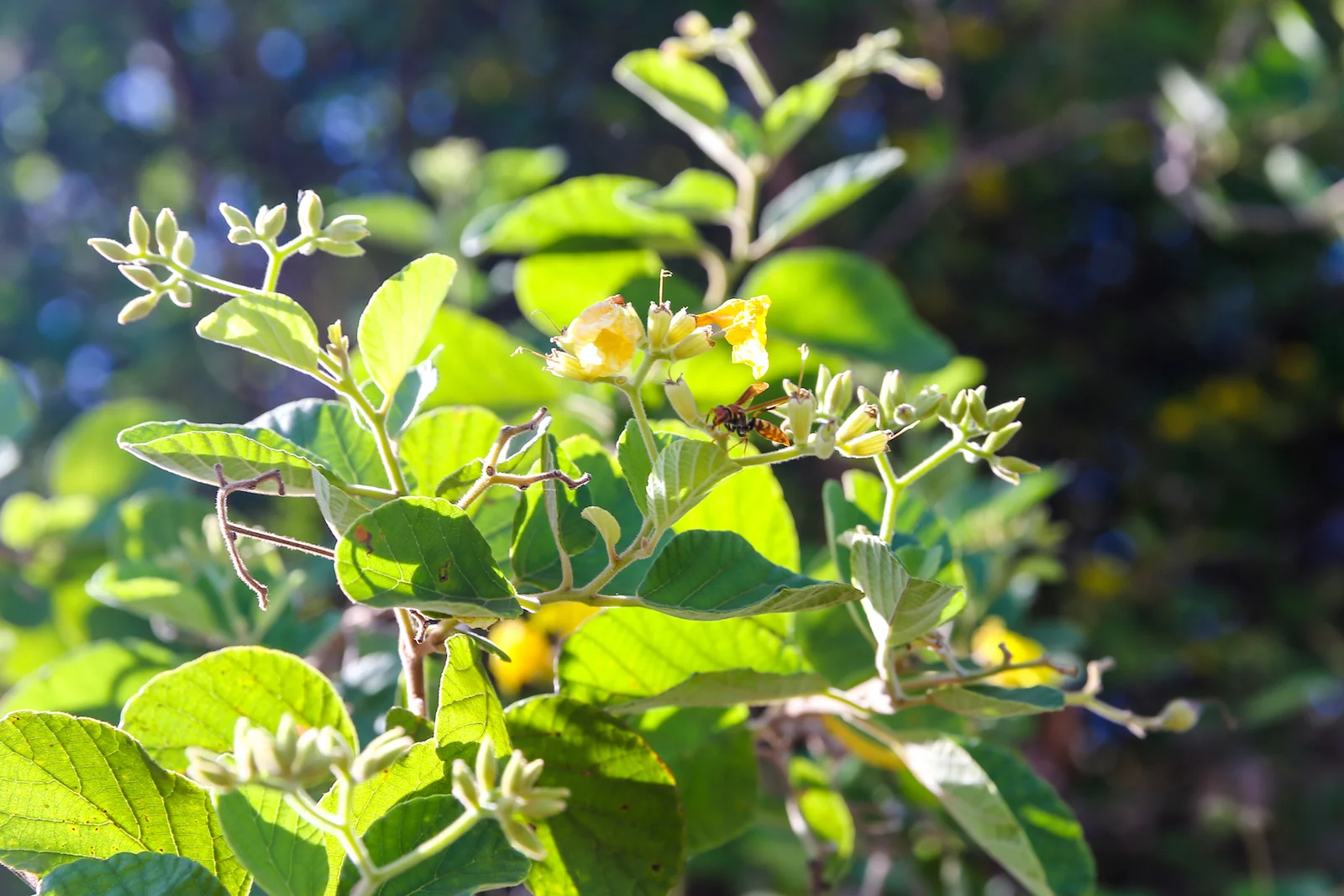 2018 GALAPAGOS DAY 7 SANTA CRUZ PUERTO AYORA-10.JPG
