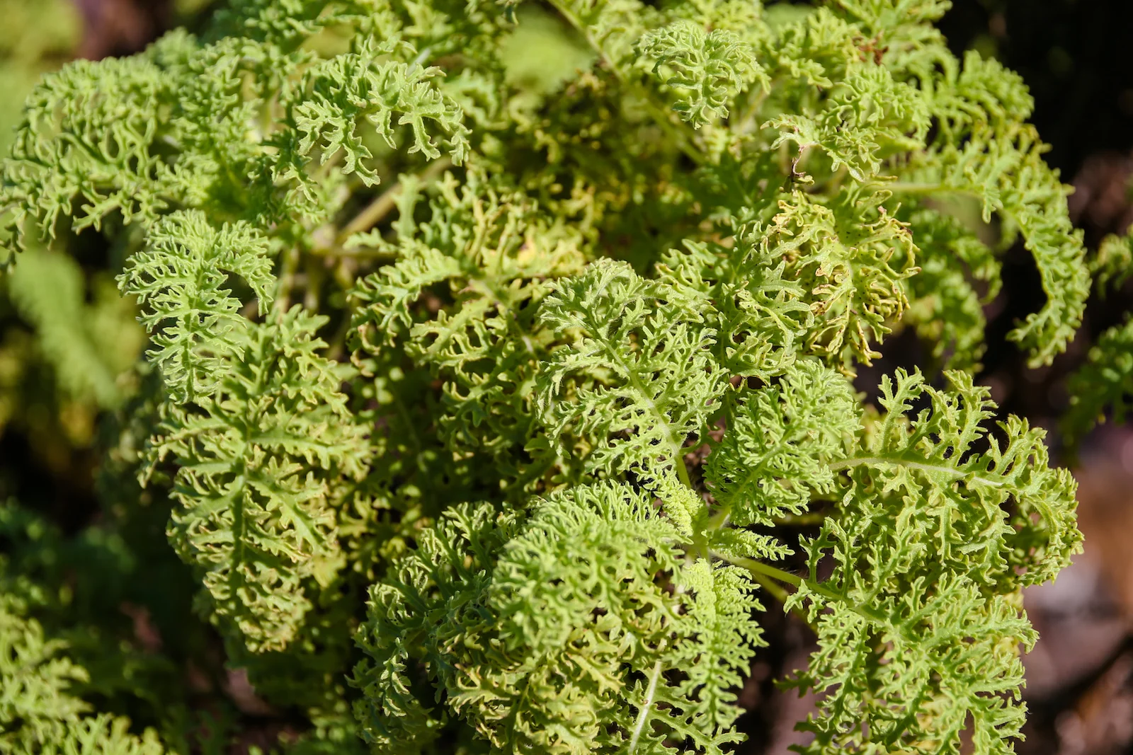 2018 GALAPAGOS DAY 7 SANTA CRUZ PUERTO AYORA-9.JPG