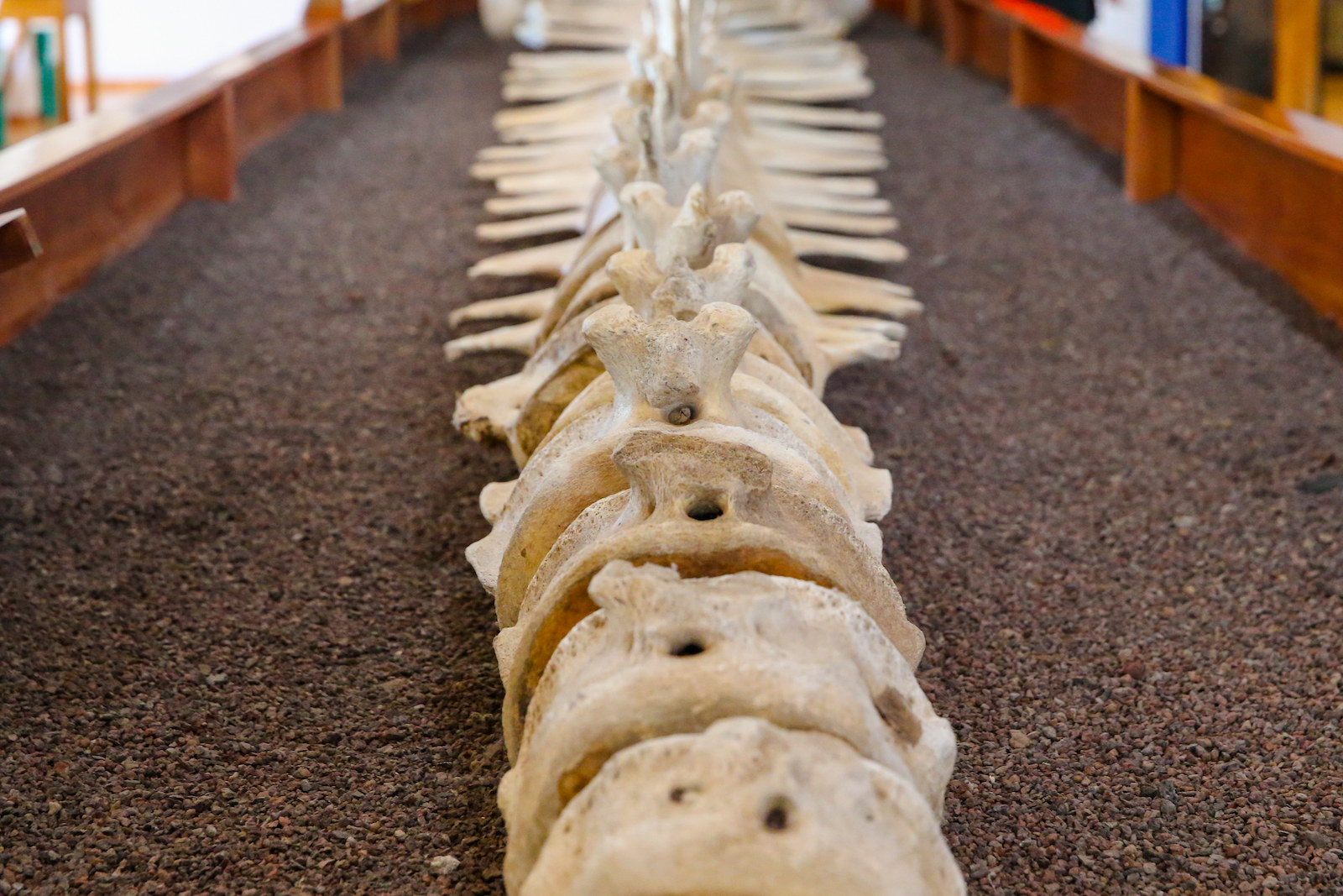 2018 GALAPAGOS DAY 7 SANTA CRUZ PUERTO AYORA-11.JPG