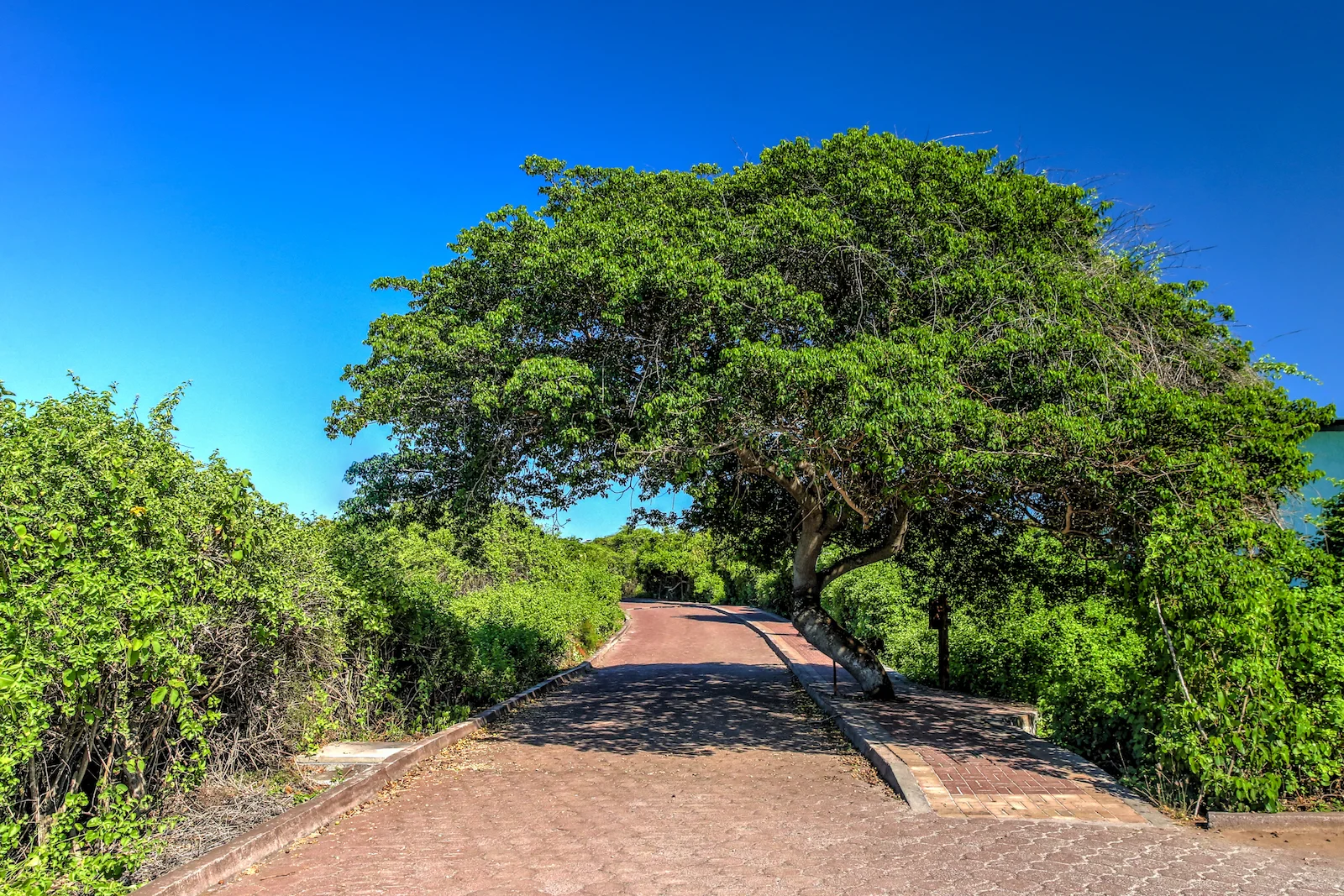 2018 GALAPAGOS DAY 7 Puerto Ayora Streets-3.JPG