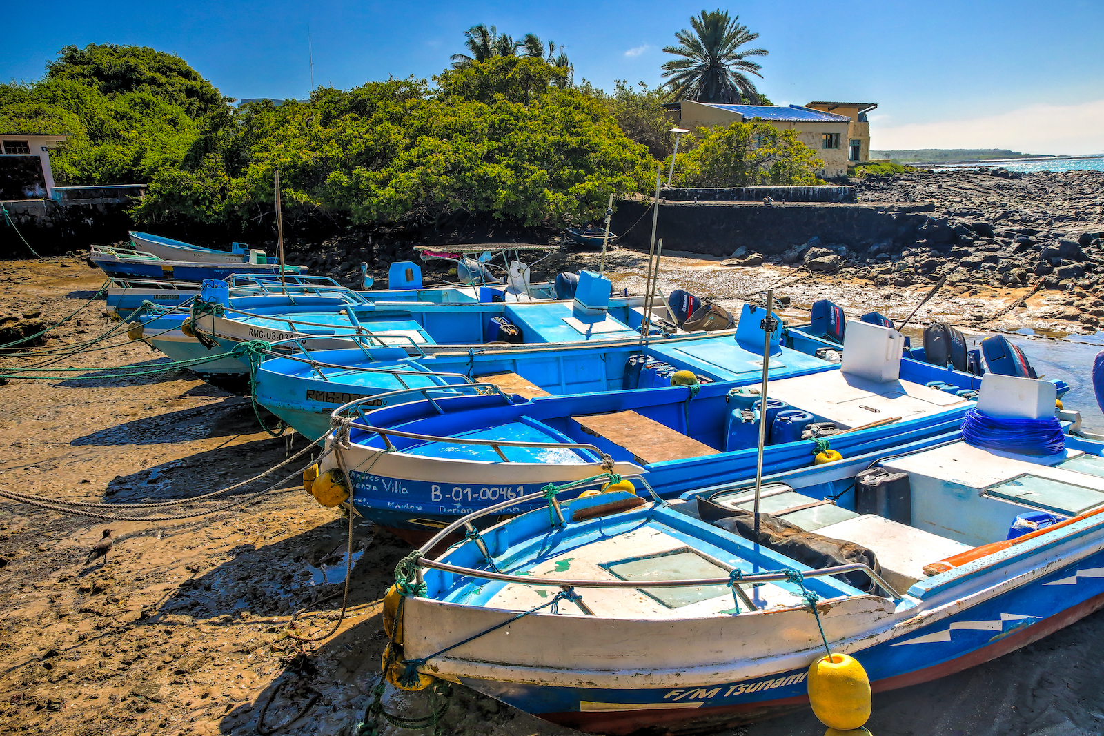 2018 GALAPAGOS DAY 7 Puerto Ayora Streets-8.JPG