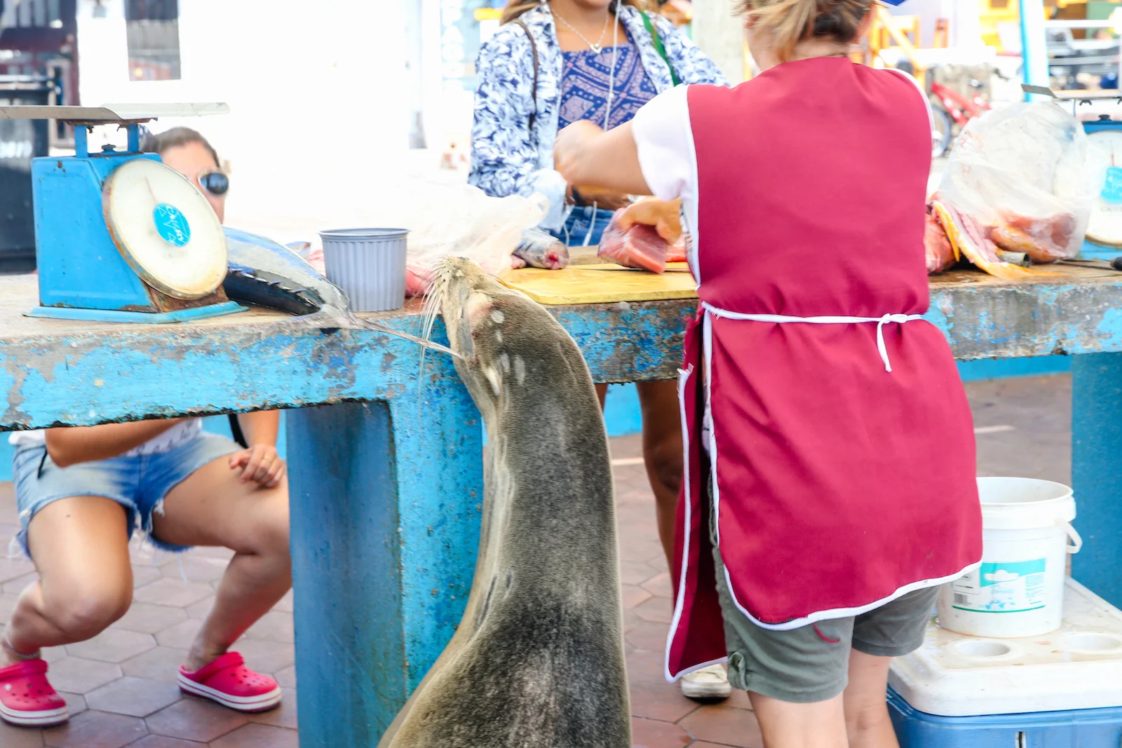 2018 GALAPAGOS DAY 7 Puerto Ayora Streets-11.JPG
